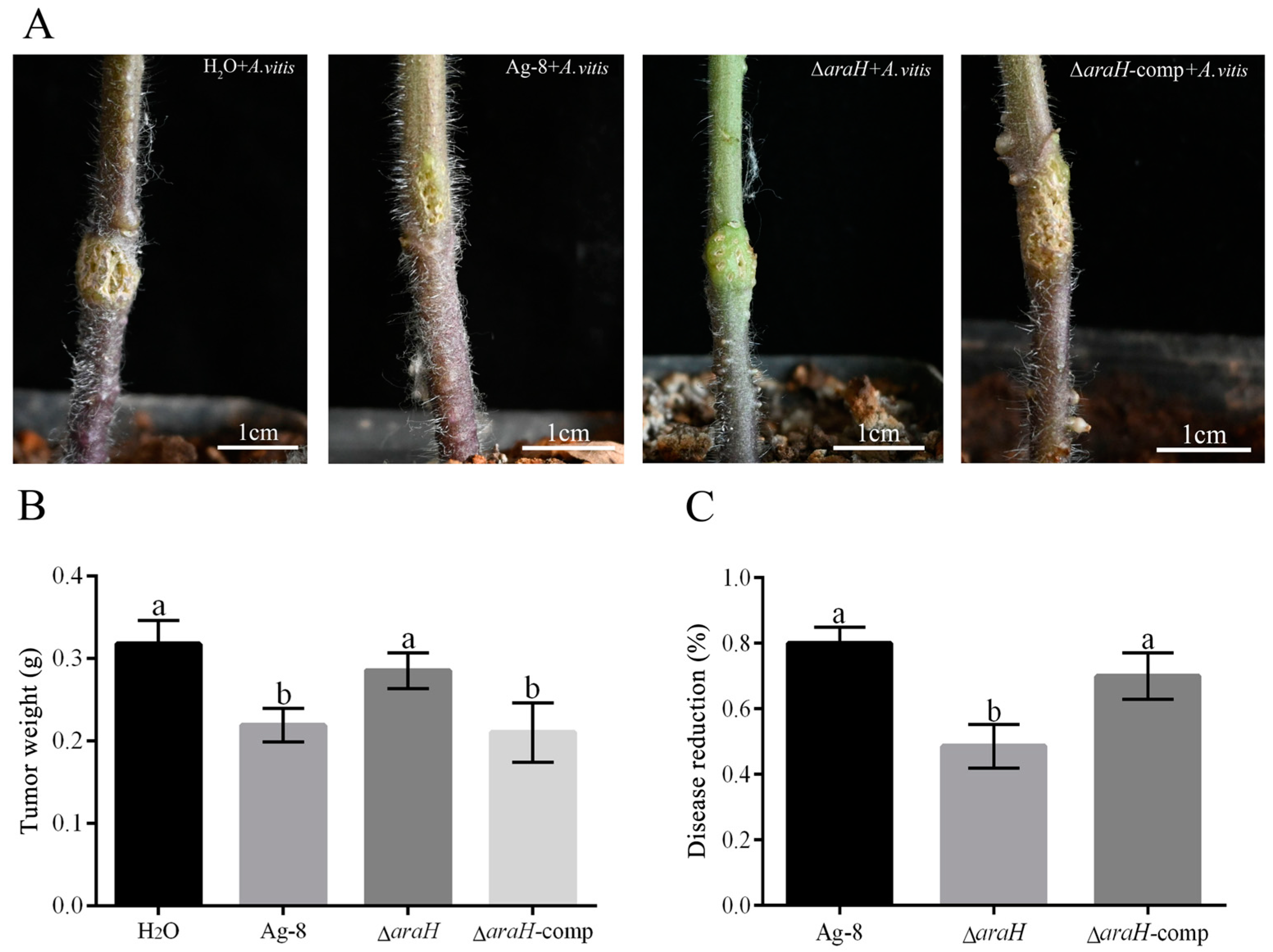 Horticulturae 11 00465 g006 Horticulturae 11 00465 g006