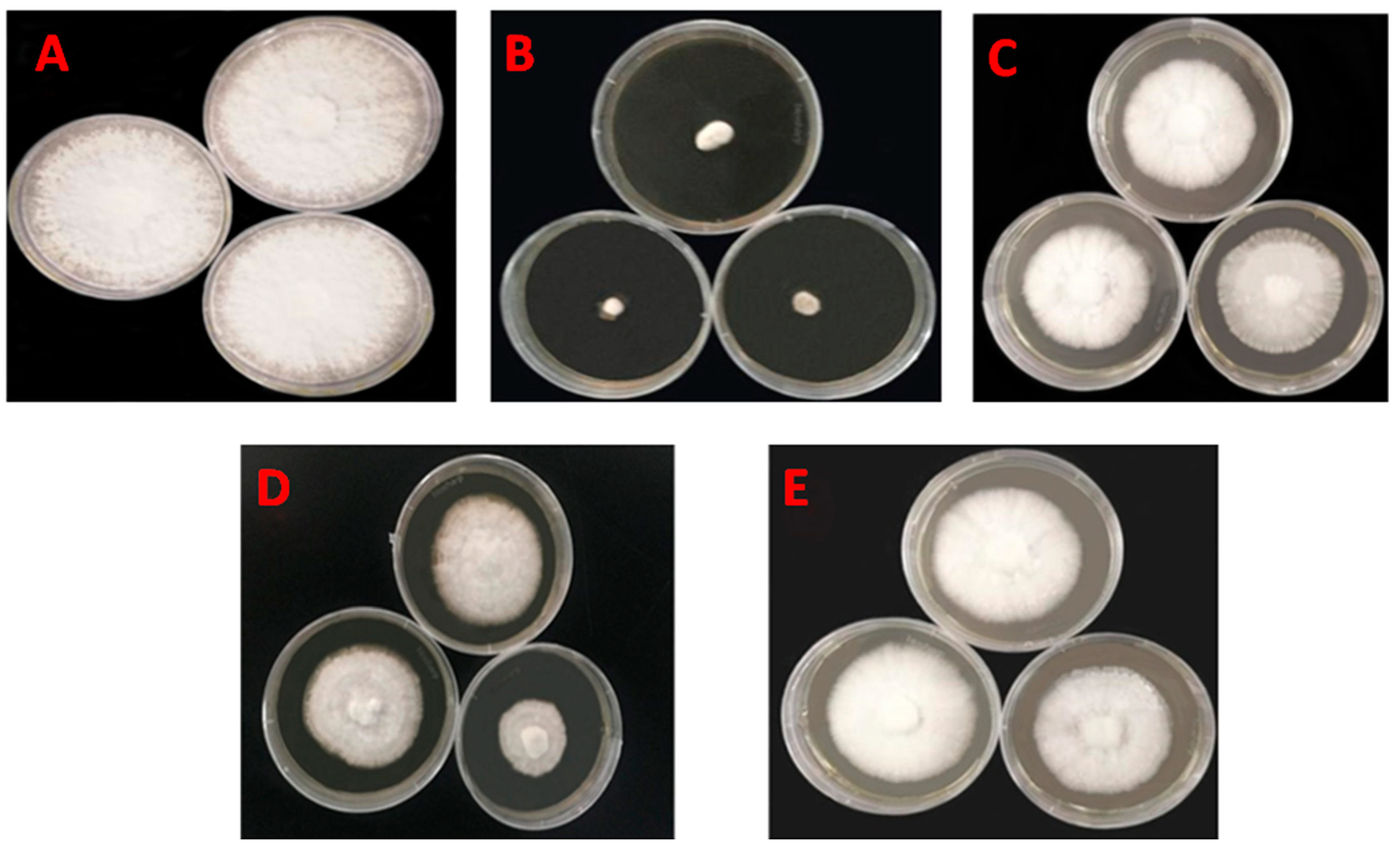 Horticulturae 11 00471 g002