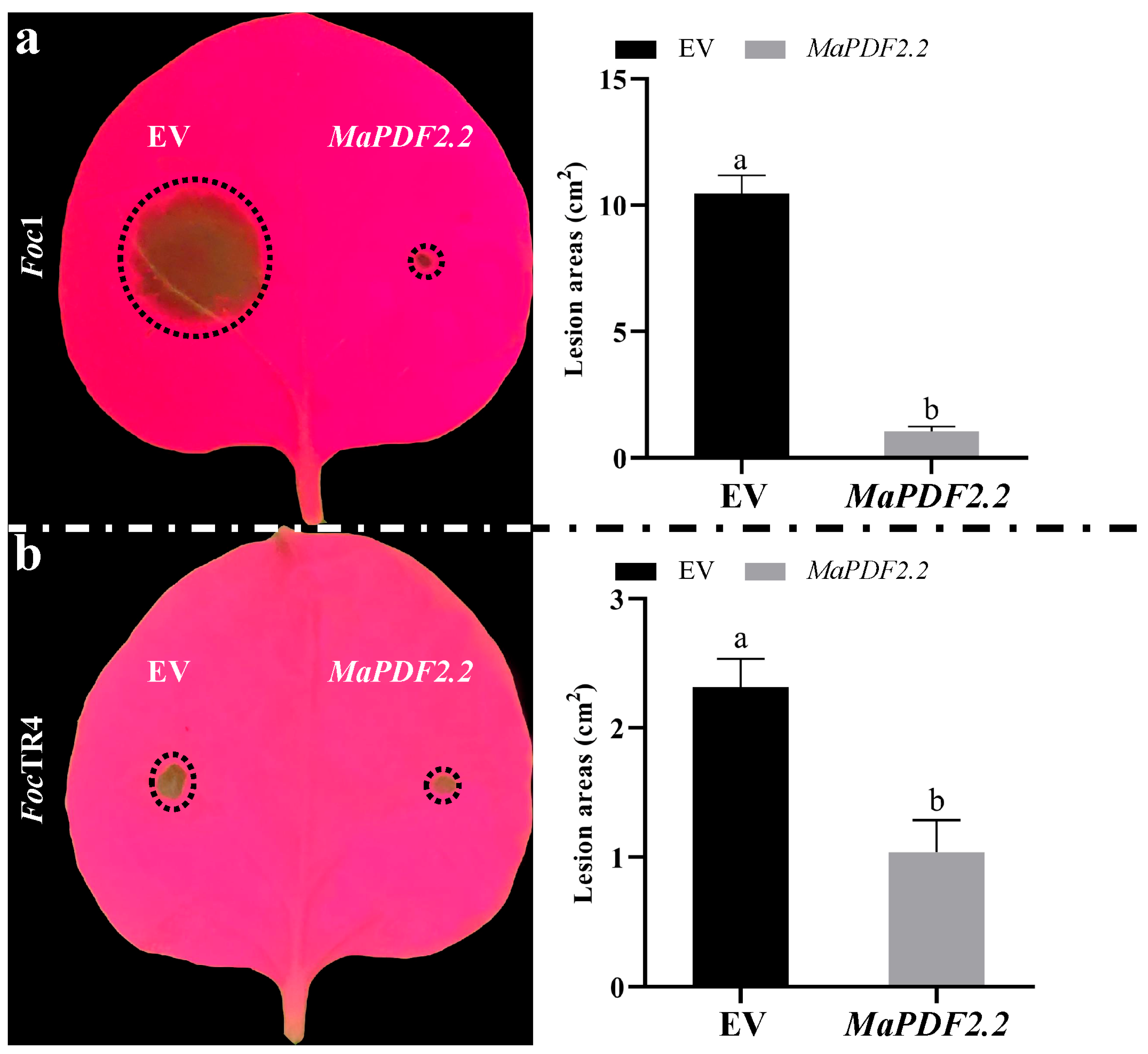 Horticulturae 11 00513 g004 Horticulturae 11 00513 g004