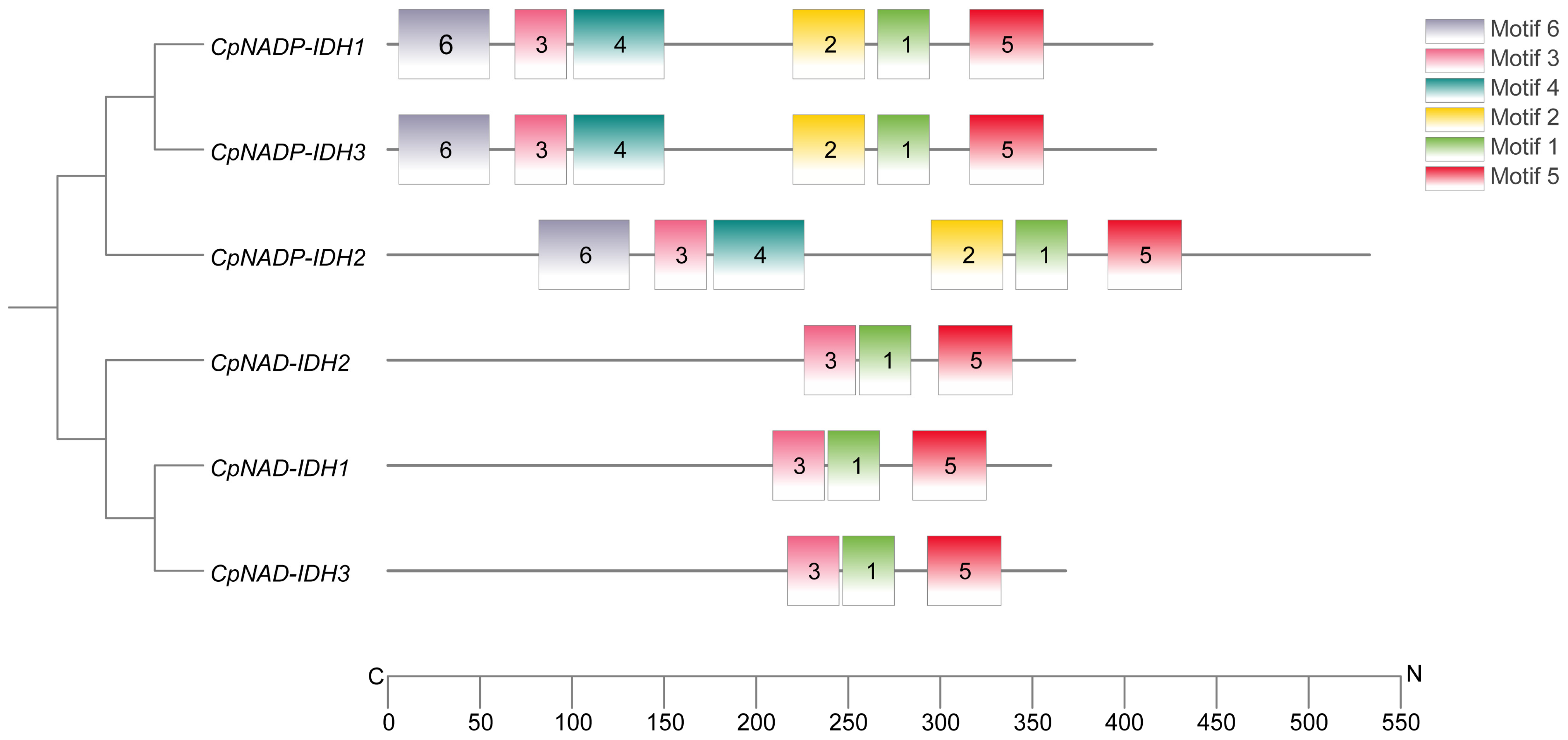 Horticulturae 11 00598 g003