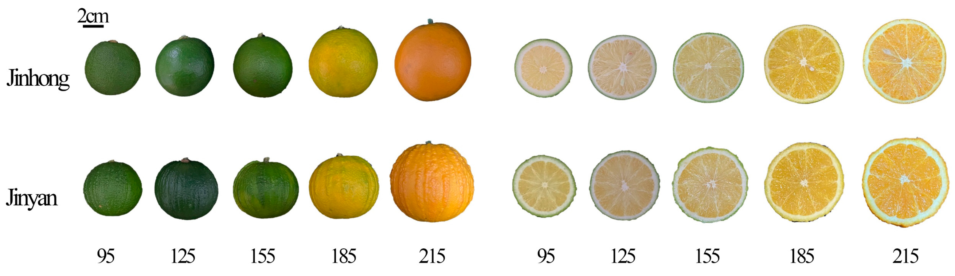 Horticulturae 11 00616 g001a Horticulturae 11 00616 g001a