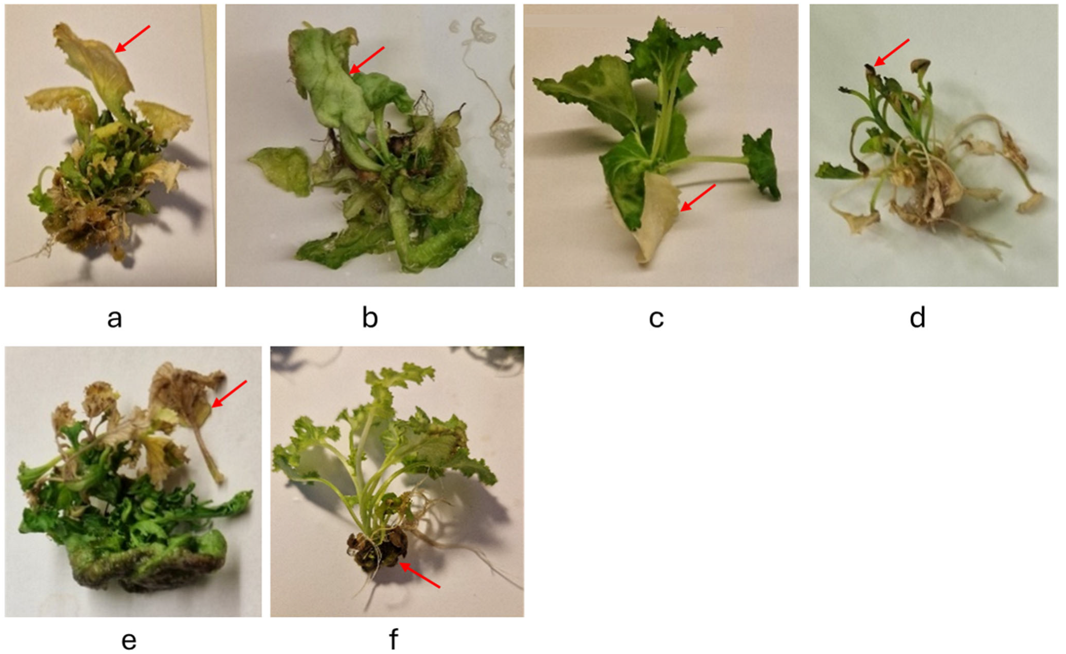Horticulturae 11 00767 g009