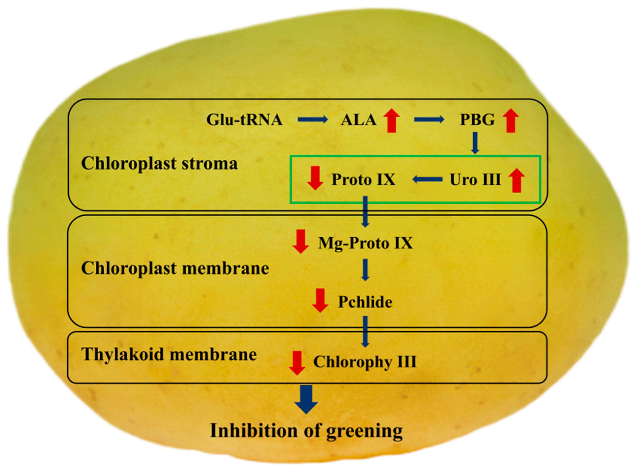 Horticulturae 11 00950 g005 Horticulturae 11 00950 g005