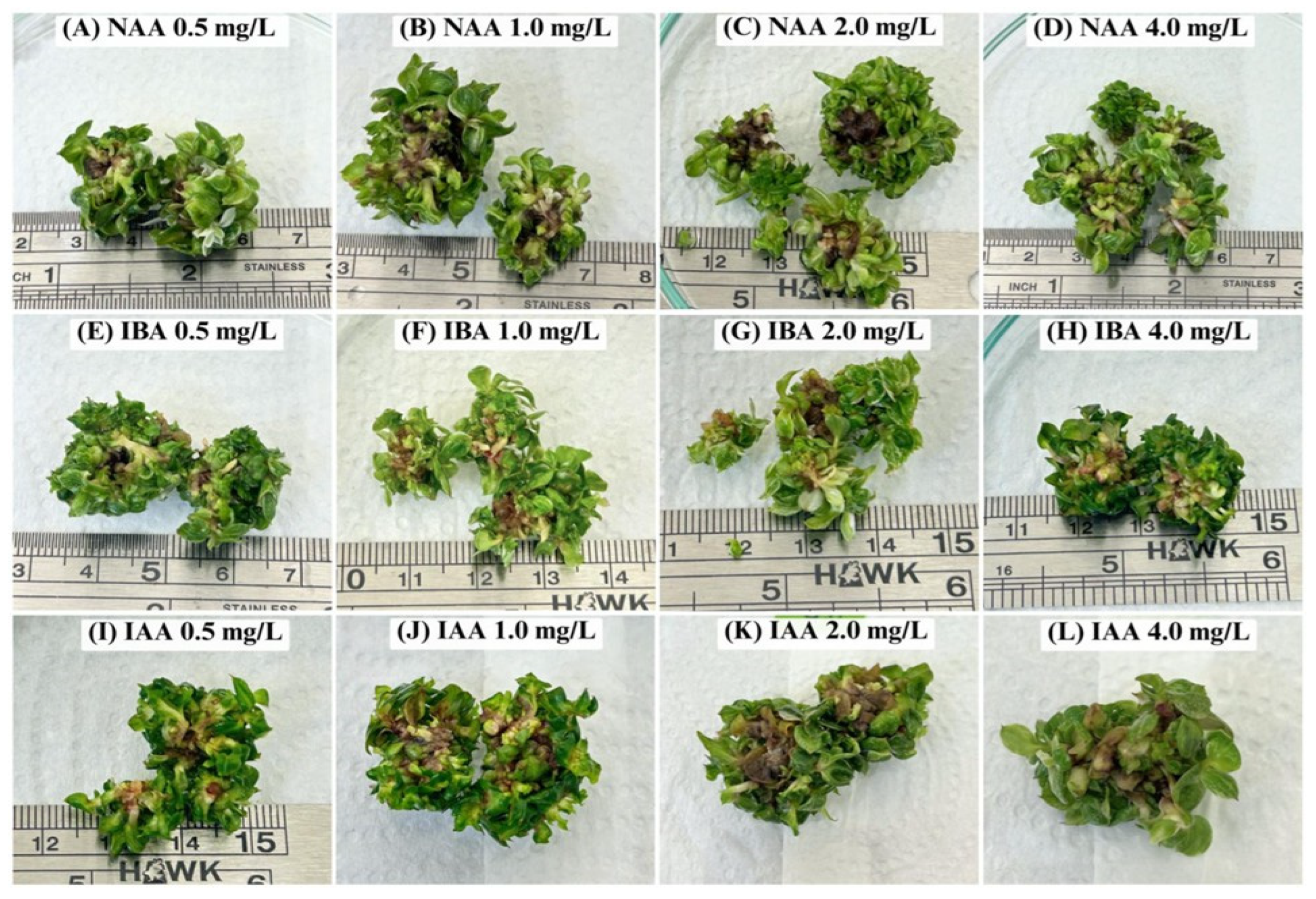 Horticulturae 11 01085 g002 Horticulturae 11 01085 g002