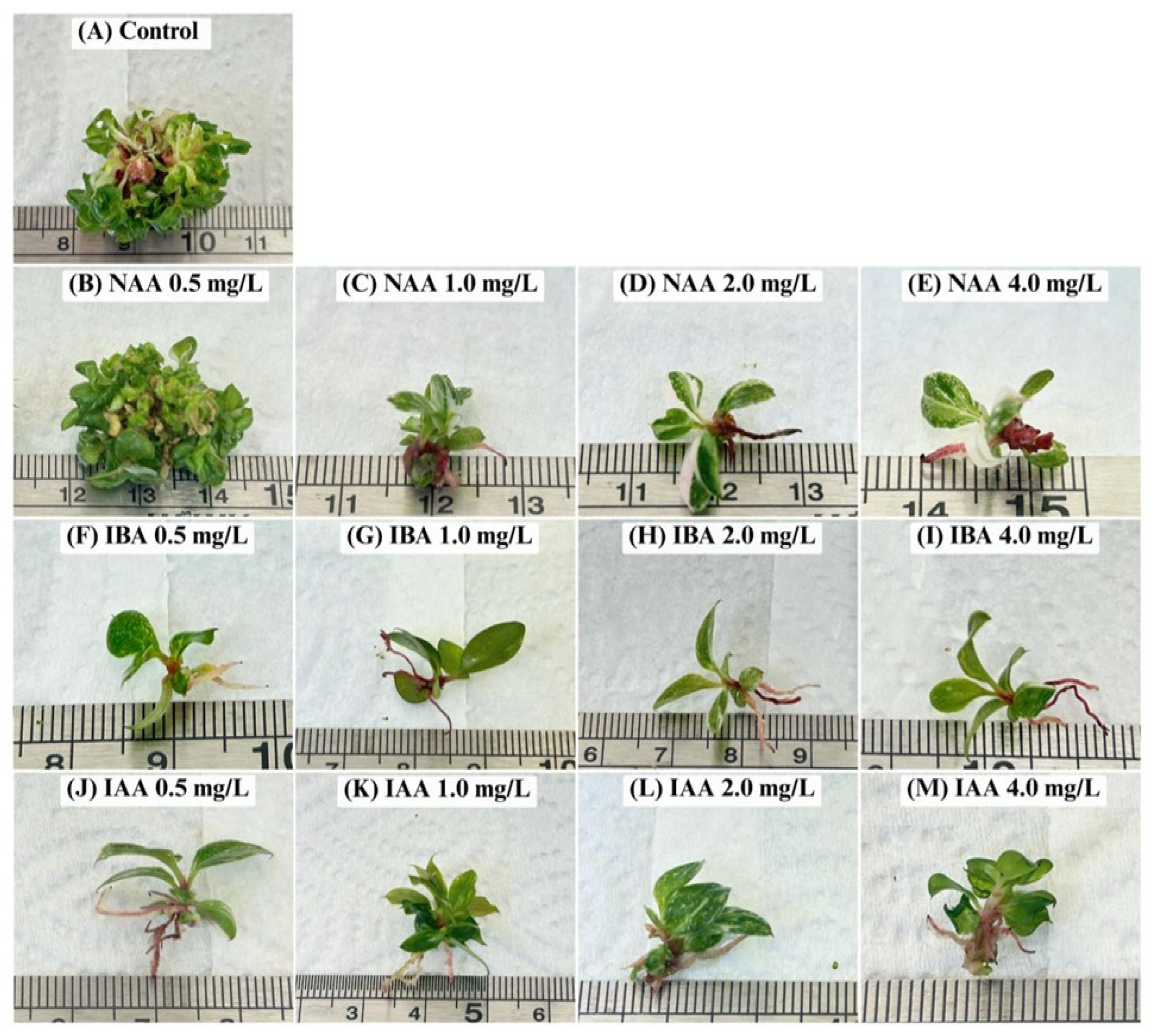 Horticulturae 11 01085 g003 Horticulturae 11 01085 g003