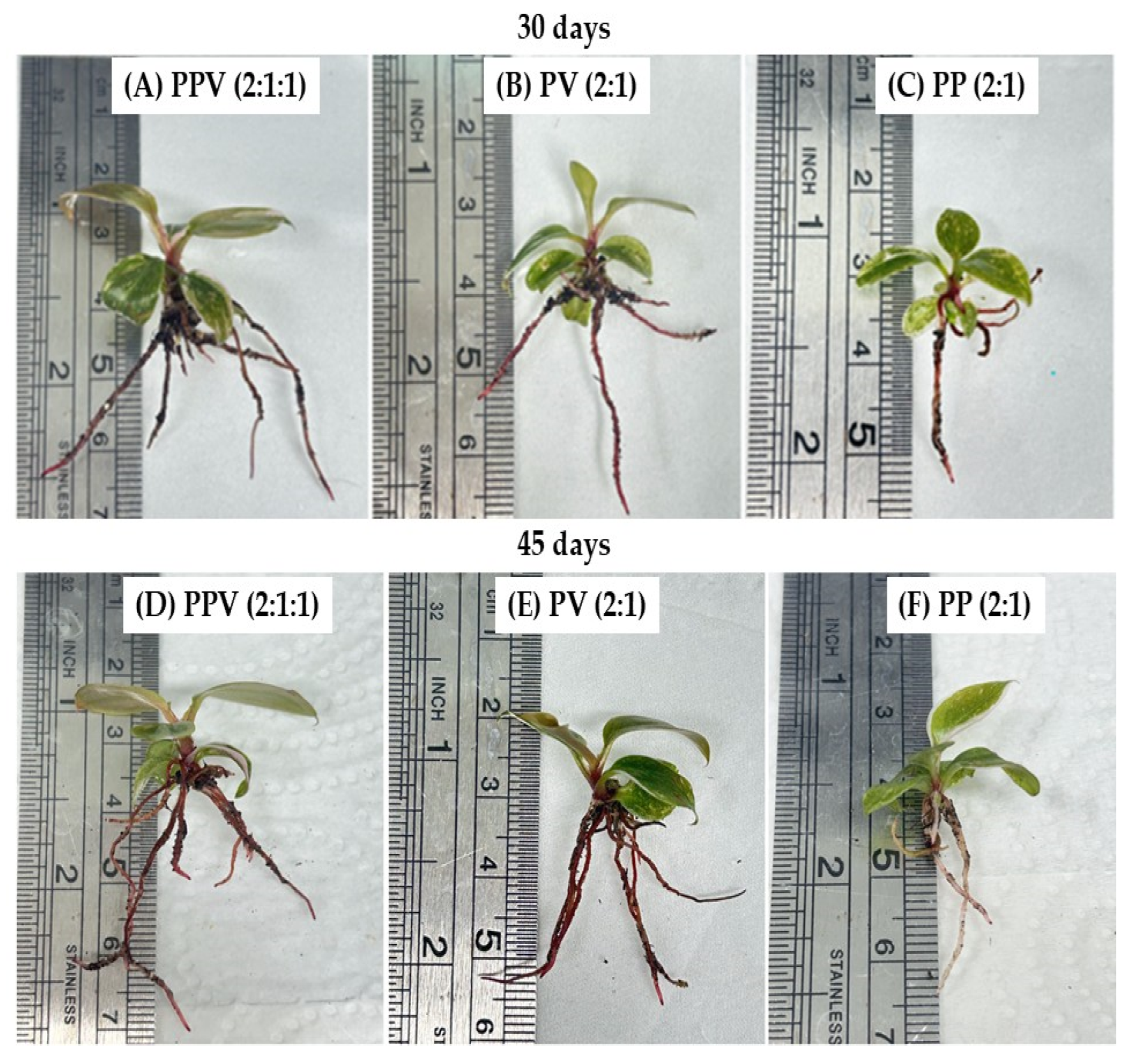 Horticulturae 11 01085 g004 Horticulturae 11 01085 g004