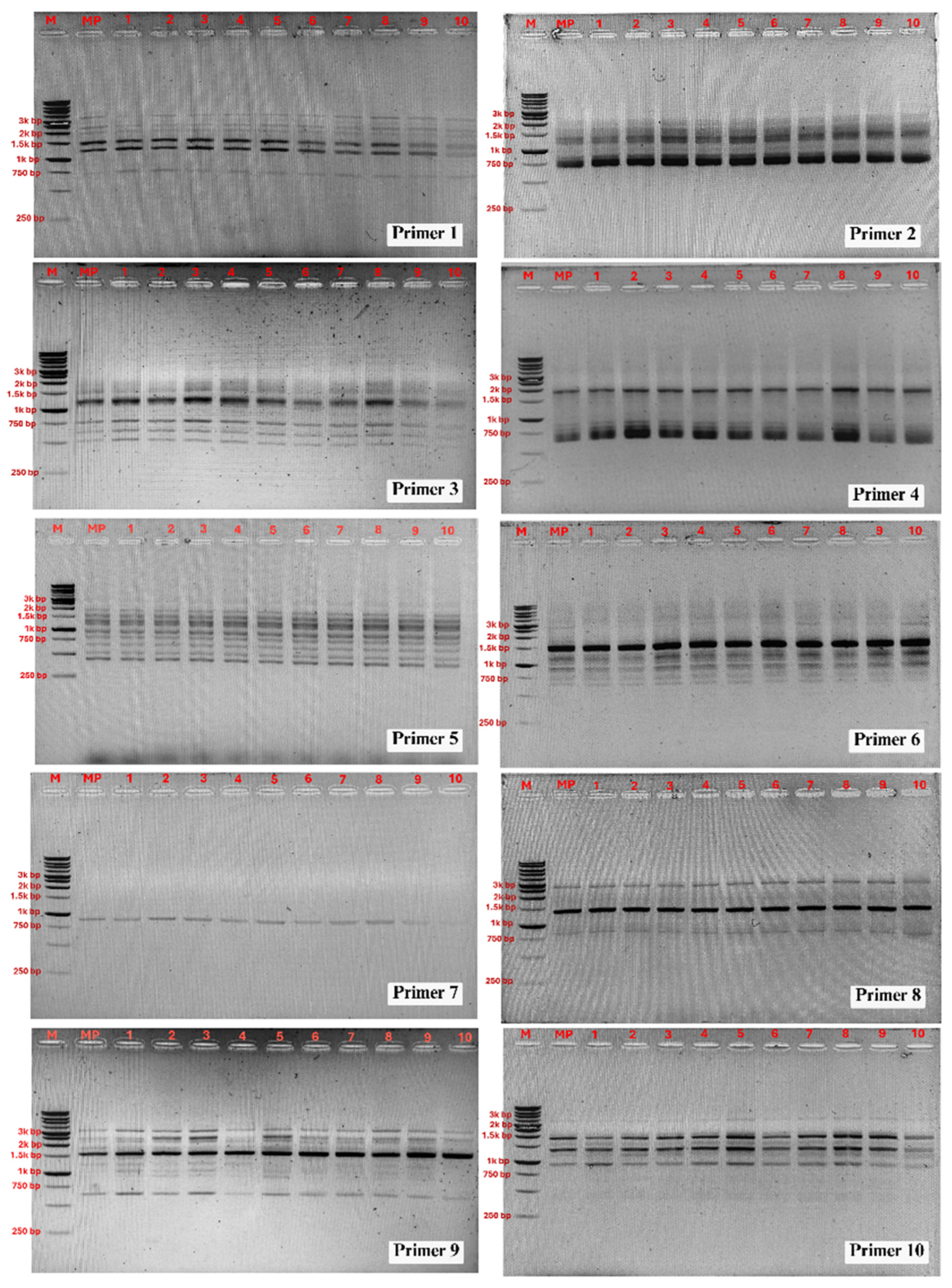 Horticulturae 11 01085 g005 Horticulturae 11 01085 g005