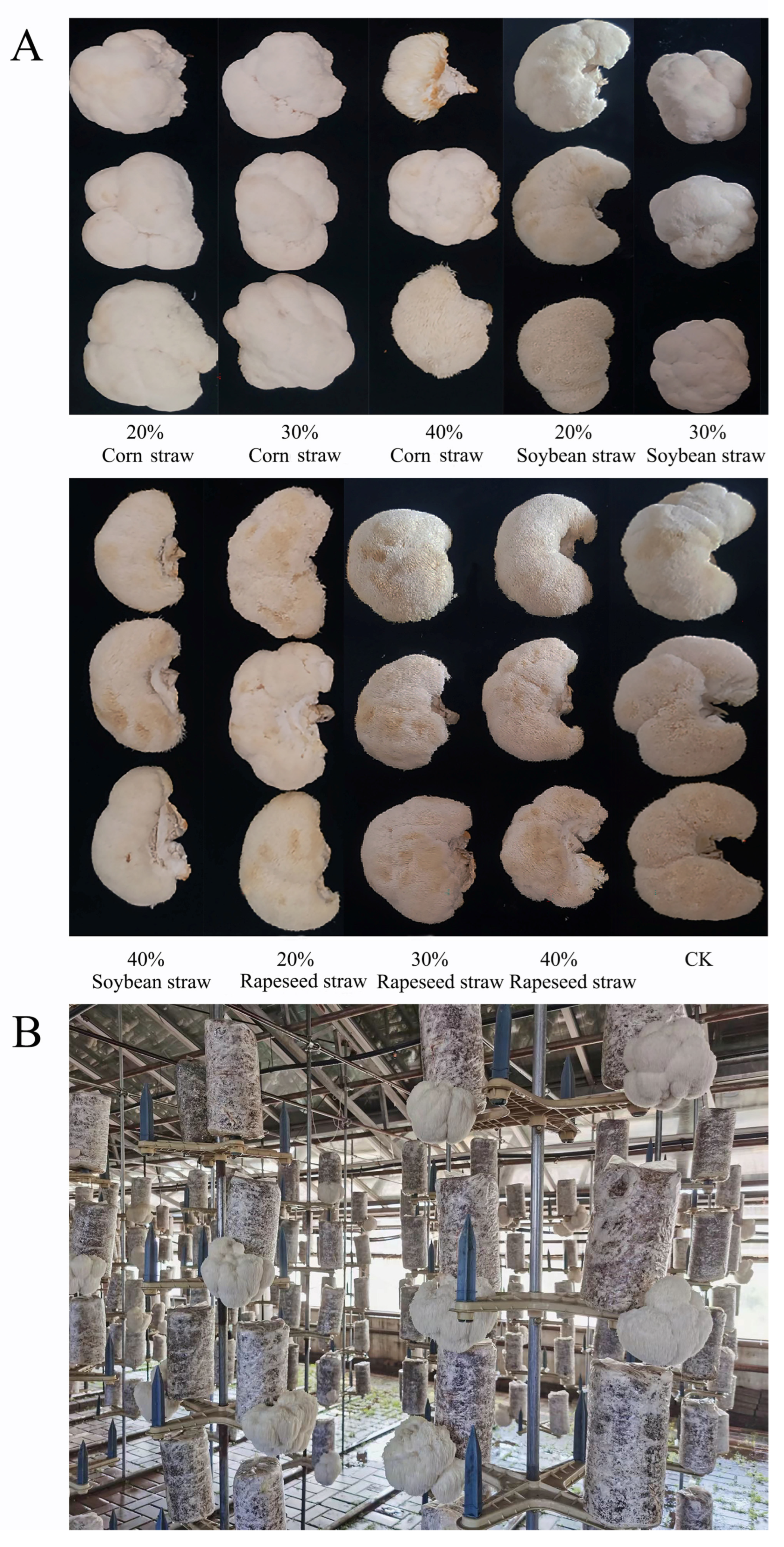 Horticulturae 11 01220 g002 Horticulturae 11 01220 g002