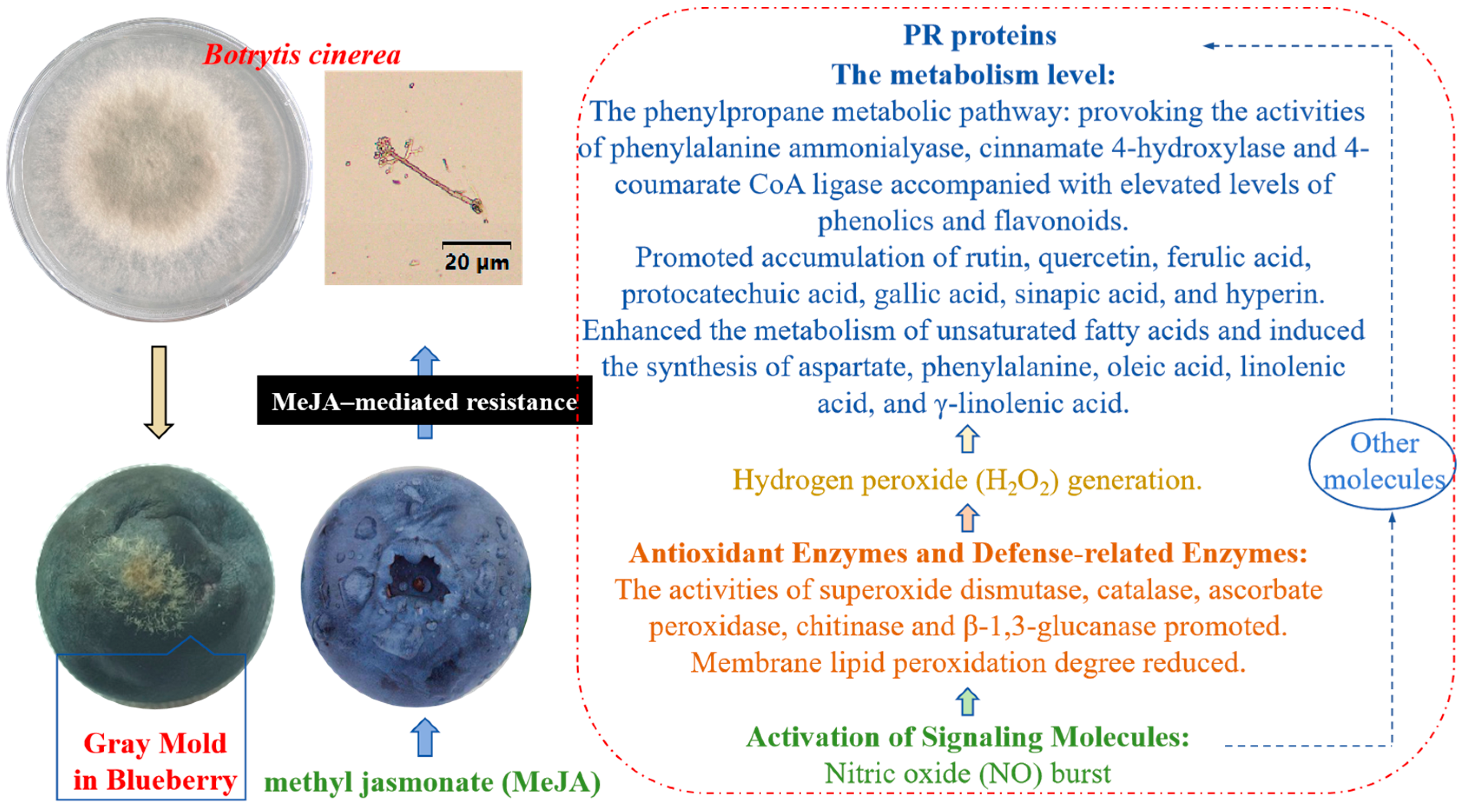 Horticulturae 11 01241 g001 Horticulturae 11 01241 g001