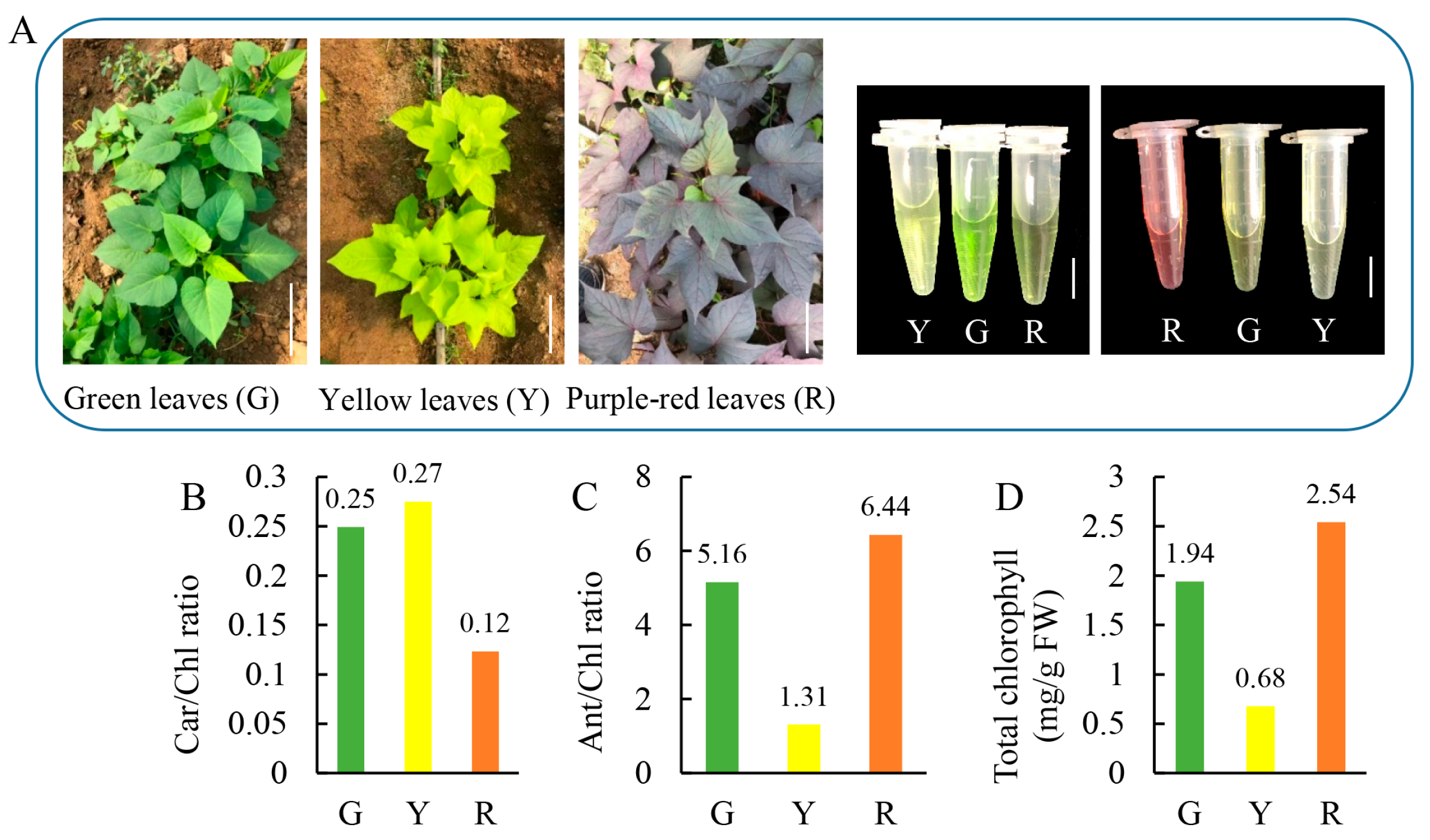 Horticulturae 11 01317 g001 Horticulturae 11 01317 g001