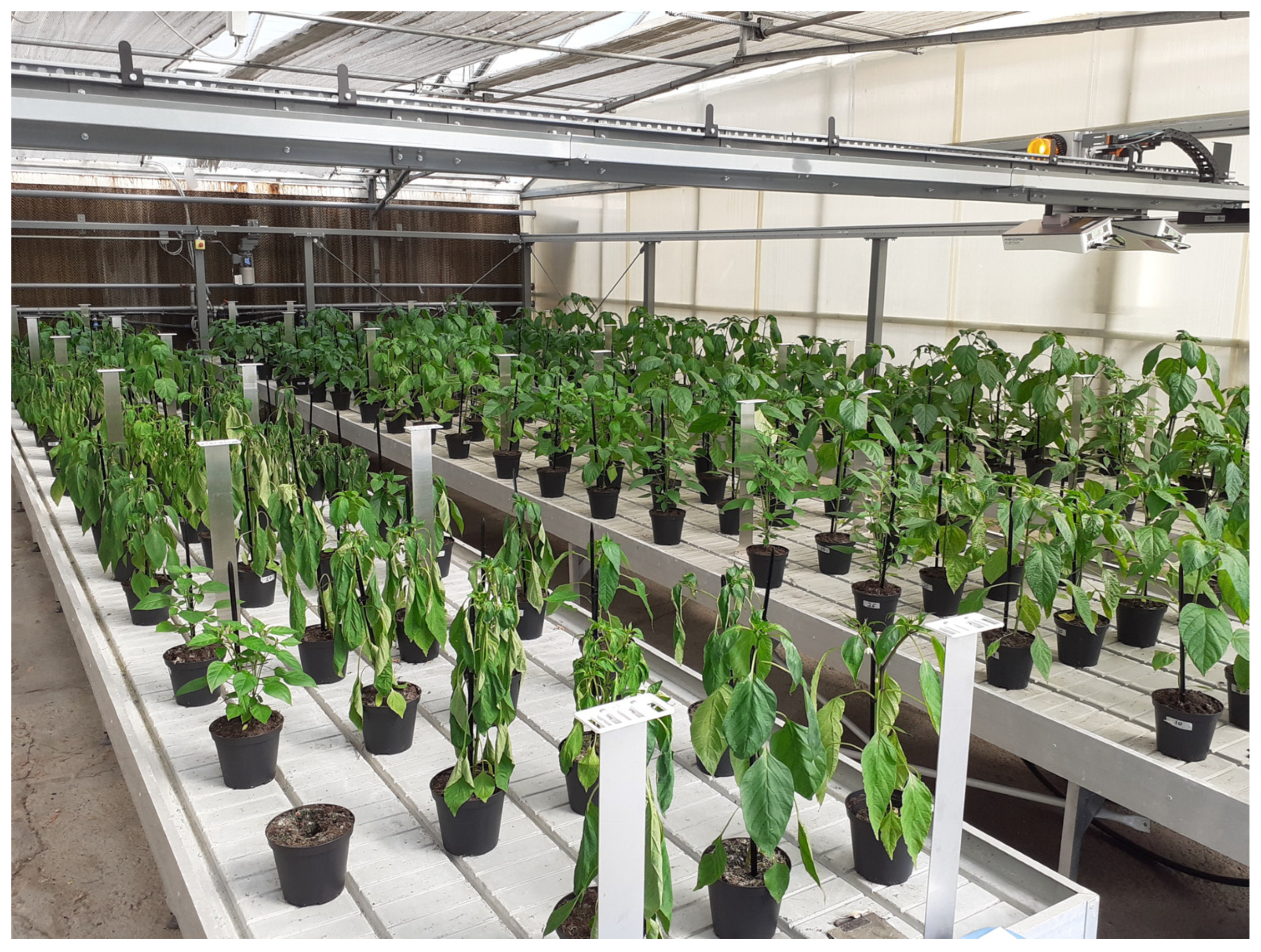 Horticulturae 11 01318 g005 Horticulturae 11 01318 g005