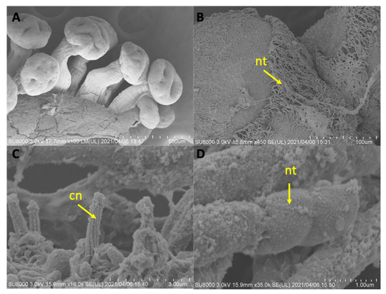 Hydrobiology | Free Full-Text | Analyses of Stalked Jellyfish in