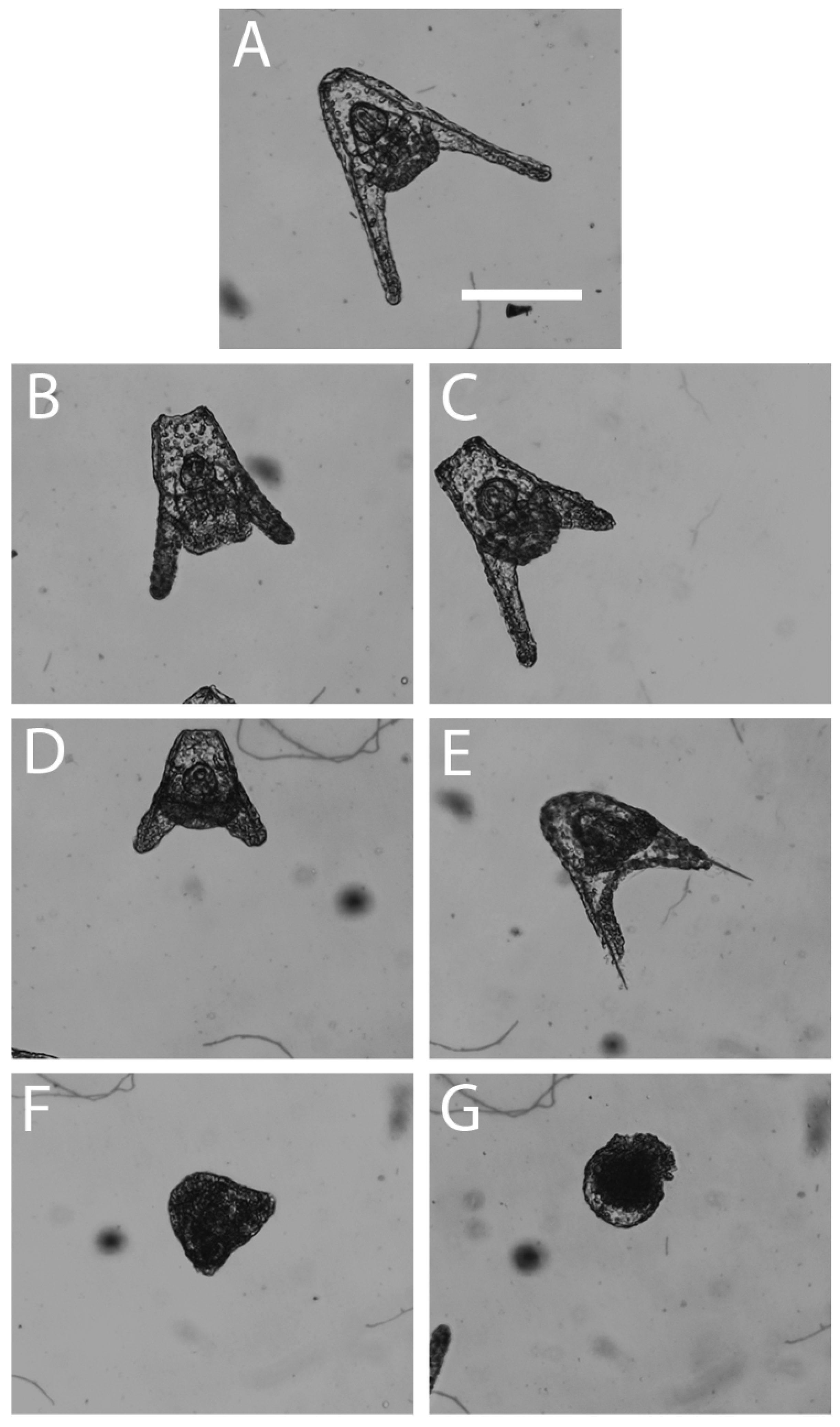 Hydrobiology 04 00005 g001