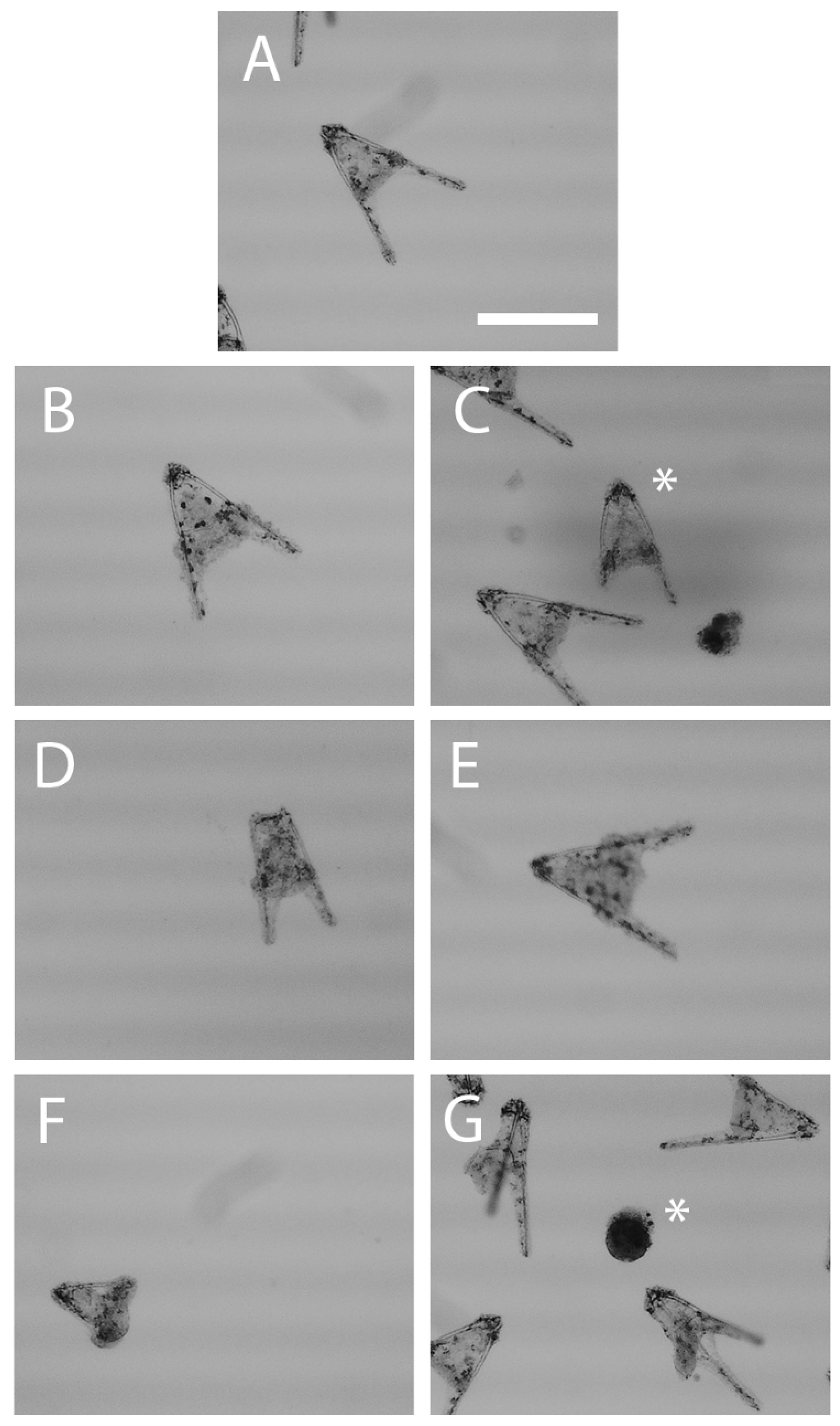Hydrobiology 04 00005 g002