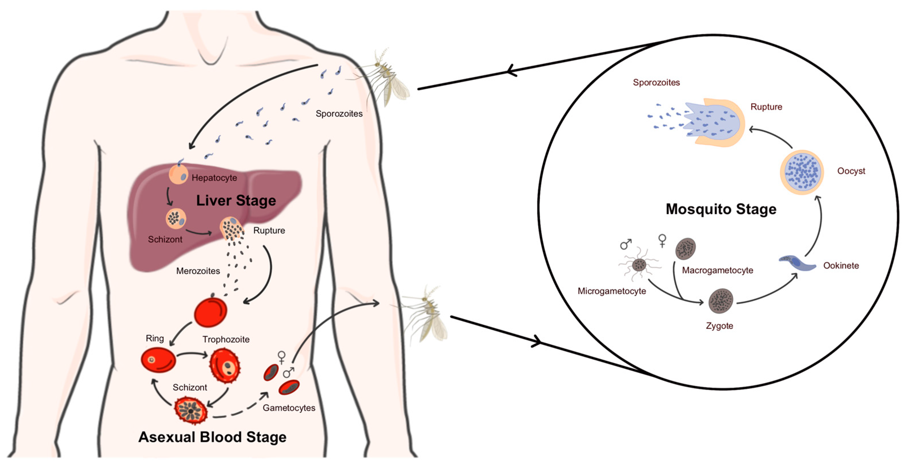 Idr 16 00041 g001 Idr 16 00041 g001