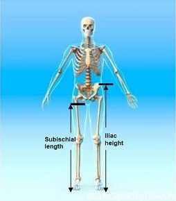 IJERPH | Free Full-Text | Leg Length, Body Proportion, and Health: A Review  with a Note on Beauty