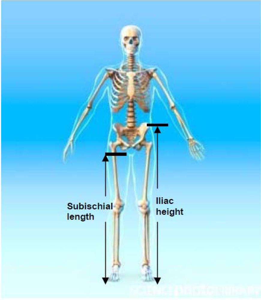 Body Proportions: Definition, Importance, and Measurement - Athletic Insight