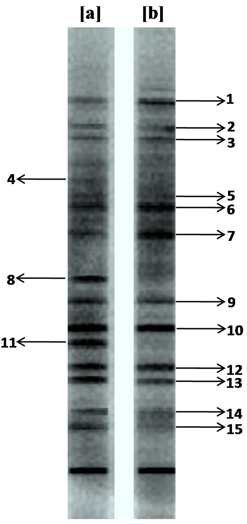 Paingone Plus Avis - Avantages, Ingredients, effets - Blueprint-Epigenome