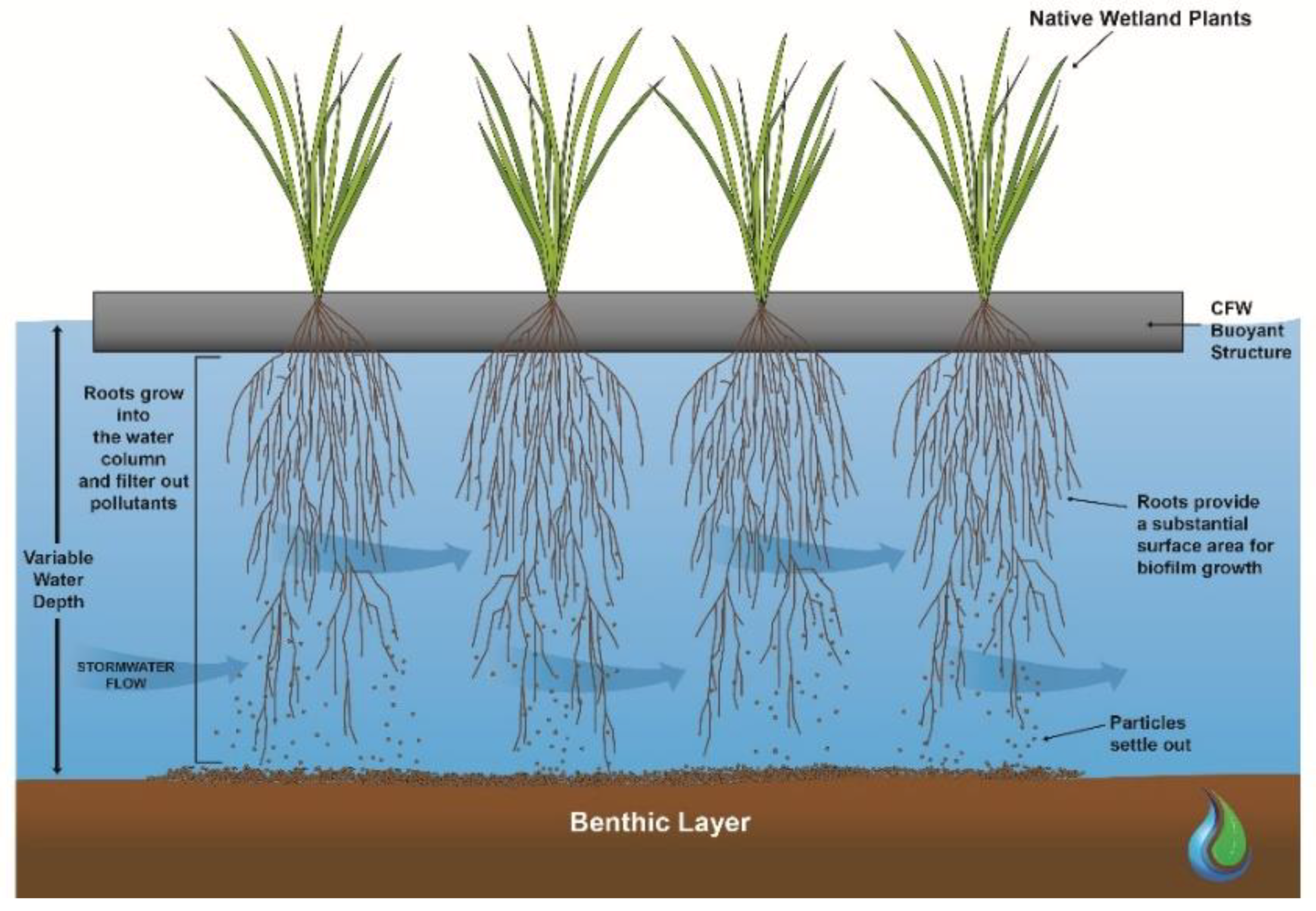 IJERPH | Free Full-Text | Root and Shoot Biomass Growth of Constructed  Floating Wetlands Plants in Saline Environments | HTML