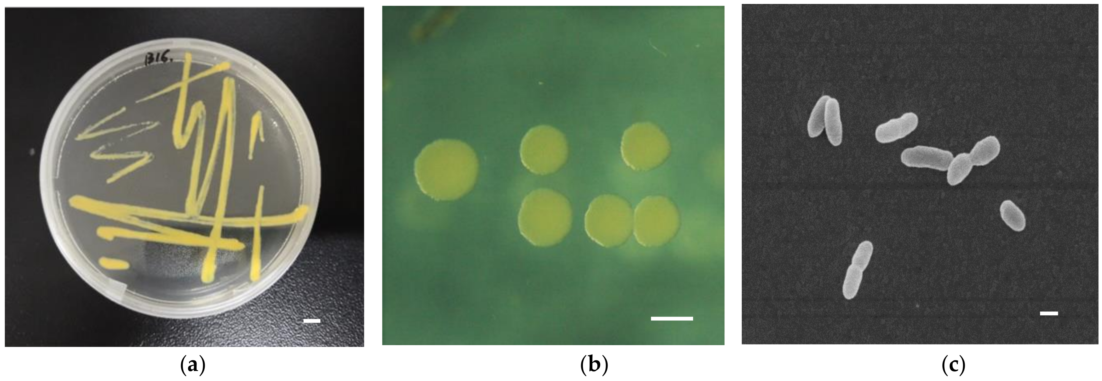 Ijerph 16 00646 g001