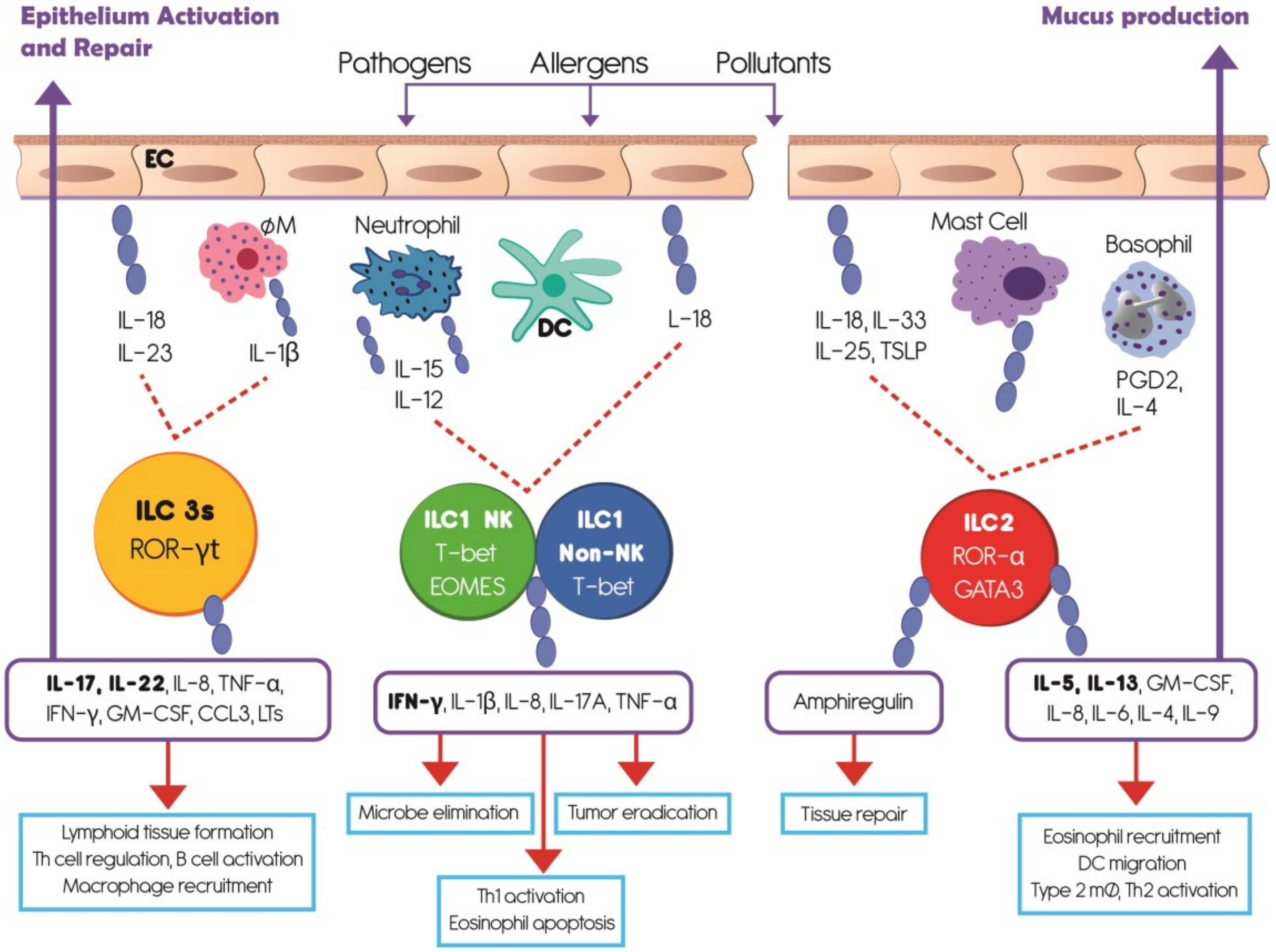 Activation type. ILC клетки. ILC иммунология. Innate lymphoid Cells. Ори типа ILC клеток.