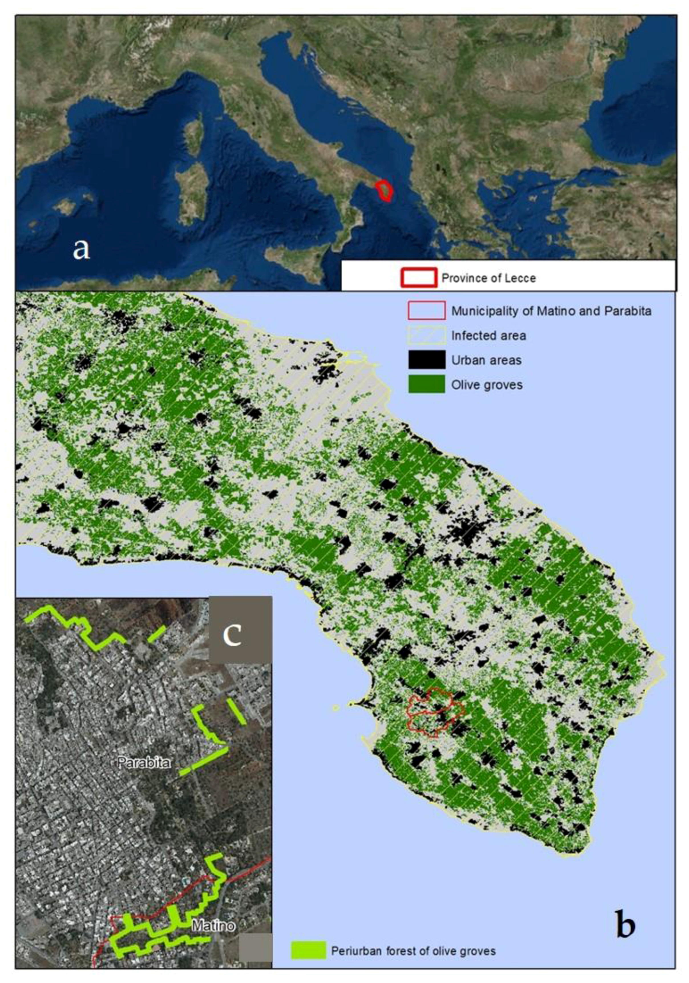 IJERPH | Free Full-Text | Changes in Olive Urban Forests Infected by  Xylella fastidiosa: Impact on Microclimate and Social Health