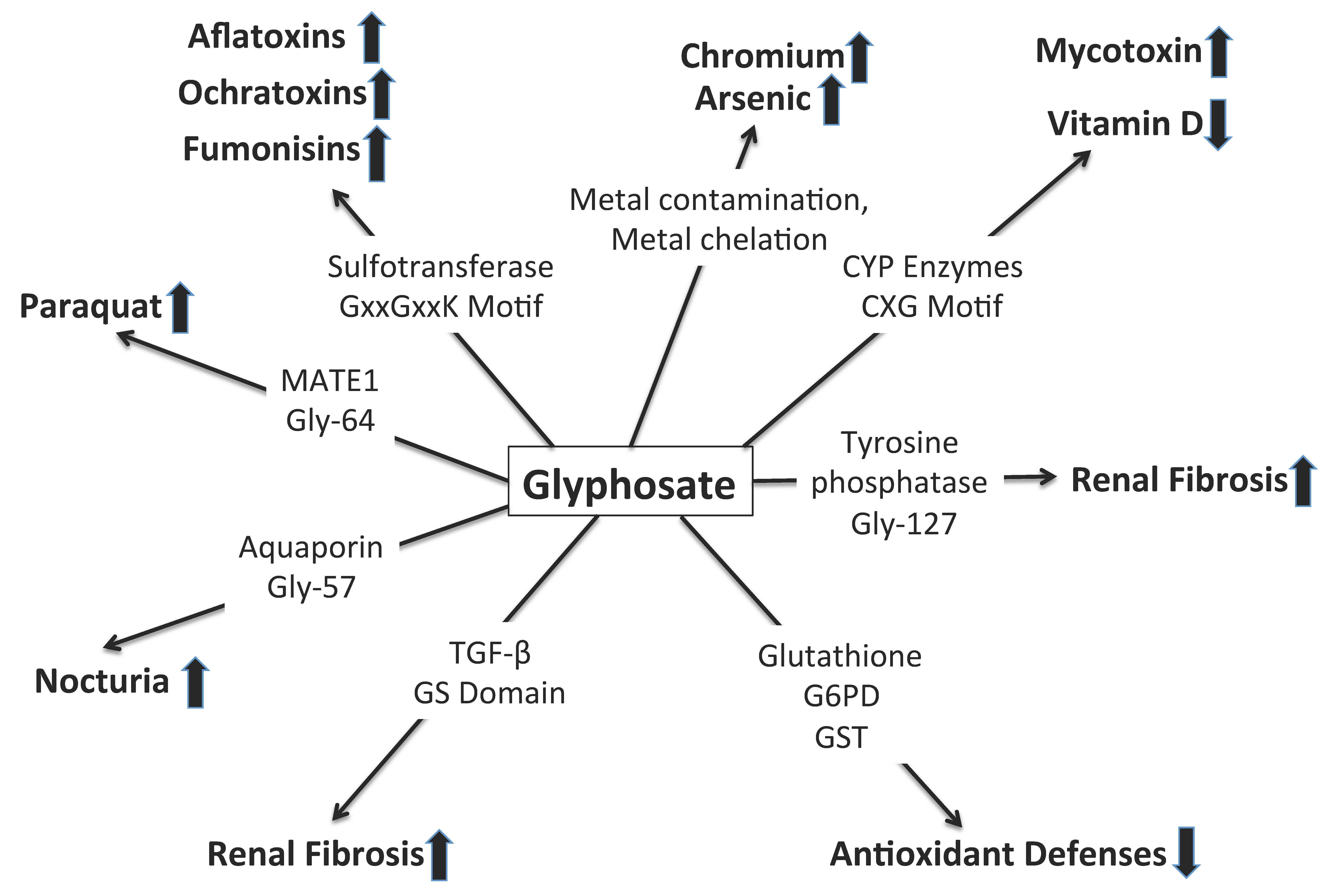 Ijerph Free Full Text Glyphosate S Synergistic Toxicity In Combination With Other Factors As A Cause Of Chronic Kidney Disease Of Unknown Origin Html