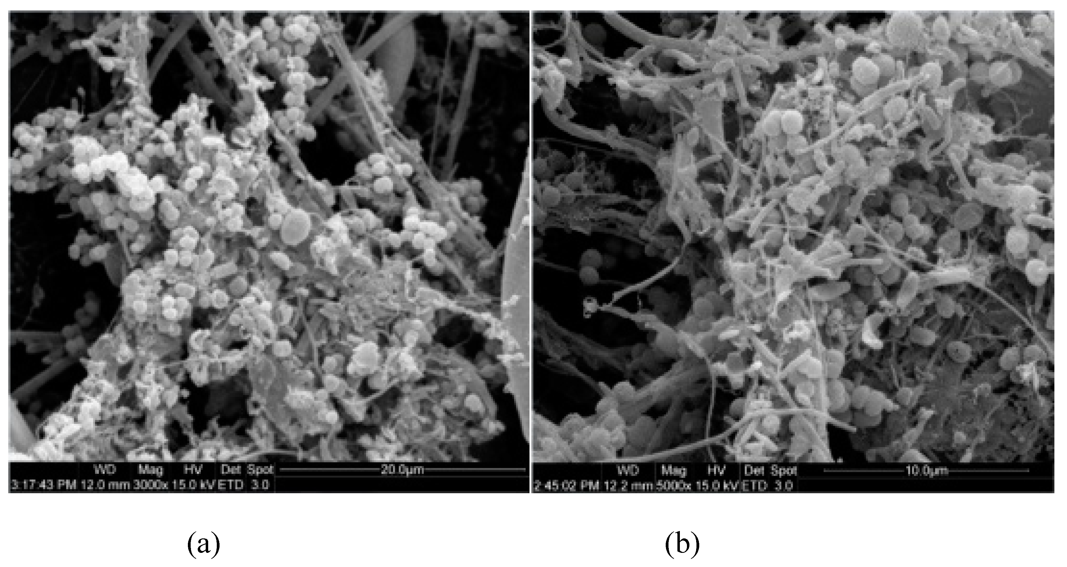 Ijerph 16 03244 g003a