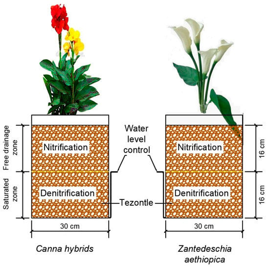 IJERPH | Free Full-Text | Nitrogen Removal from Domestic