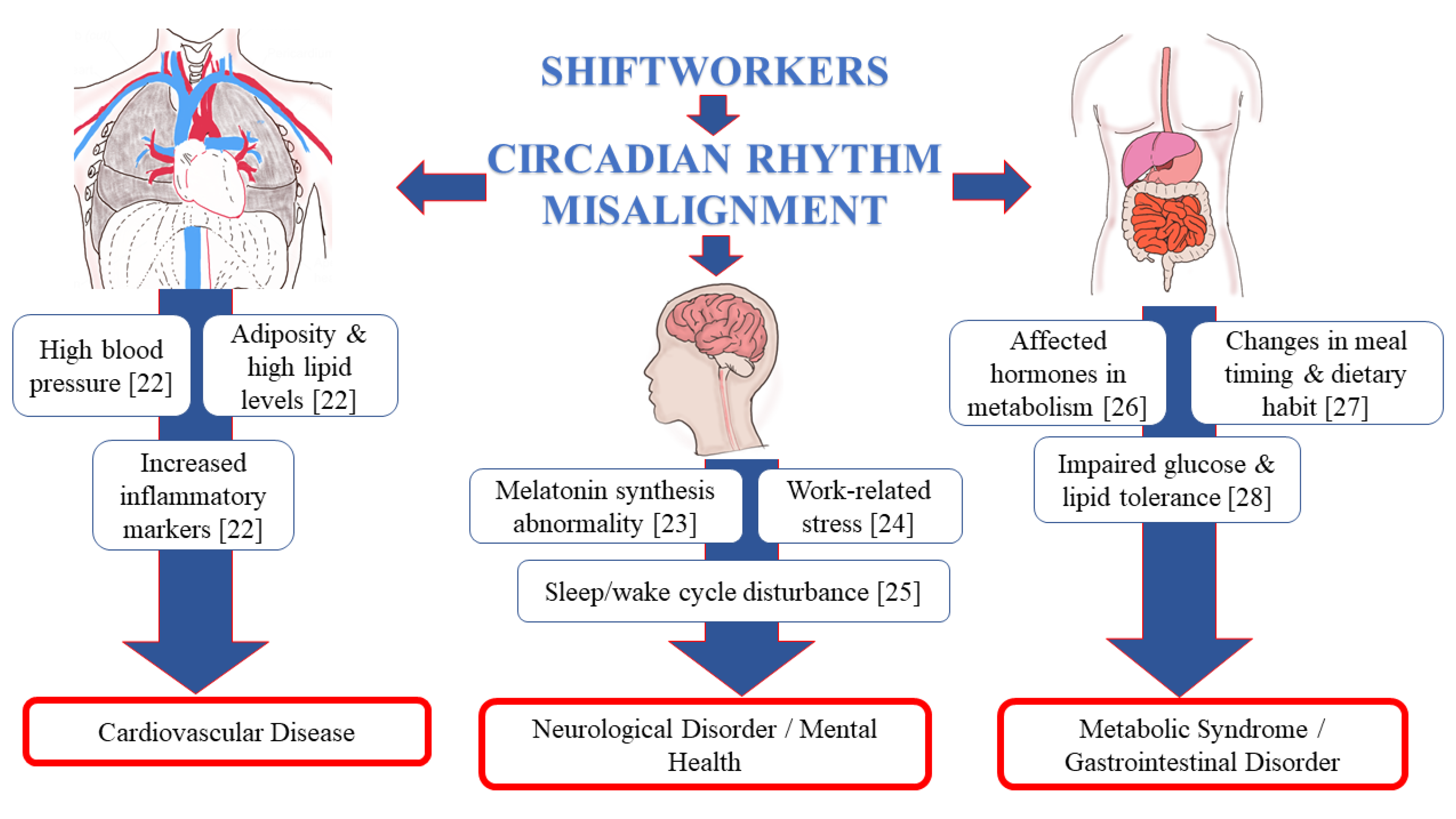 circadian rhythm diurnal vs nocturnal