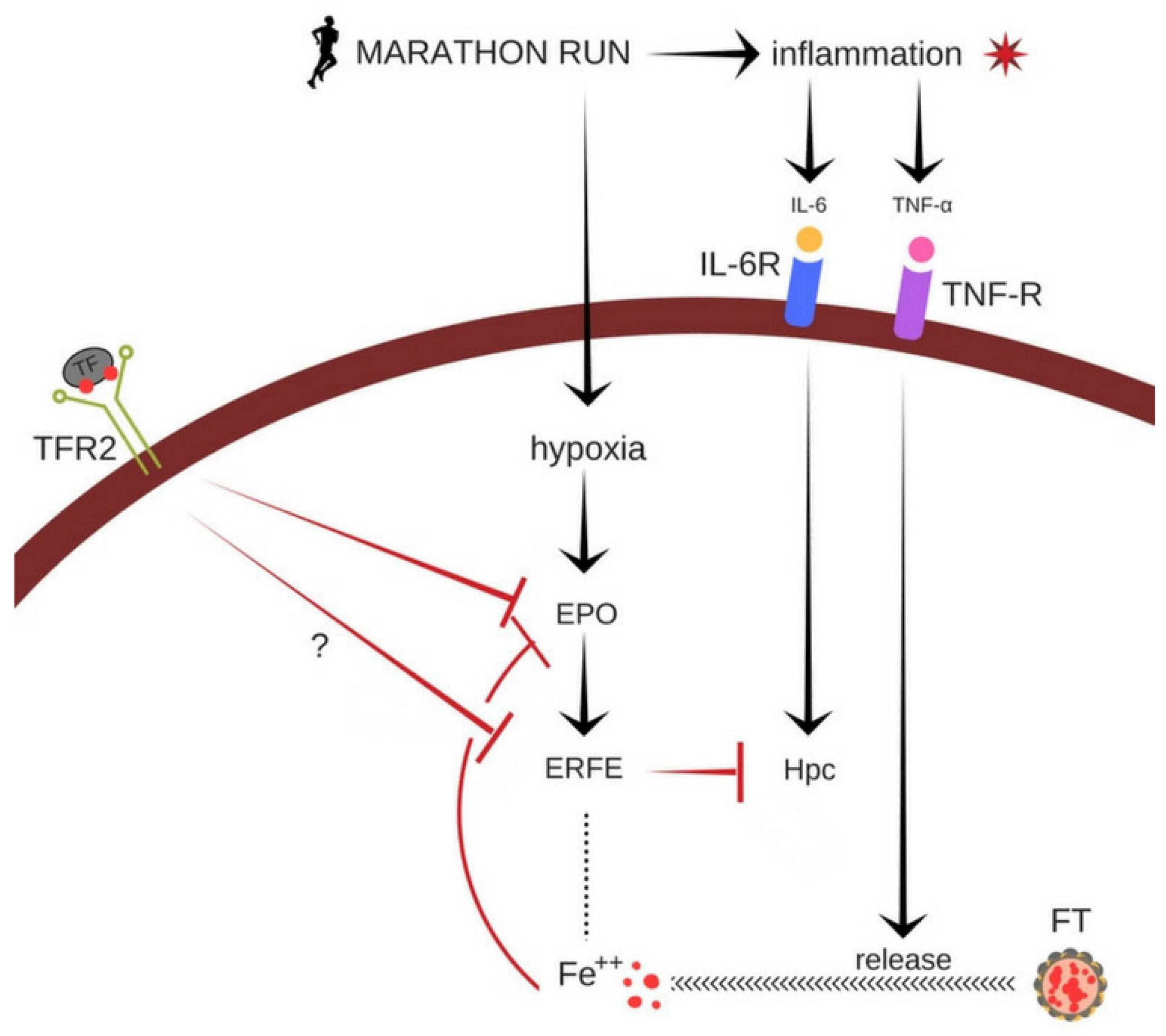 Ijerph Free Full Text Marathon Run Induced Changes In The Erythropoietin Erythroferrone Hepcidin Axis Are Iron Dependent