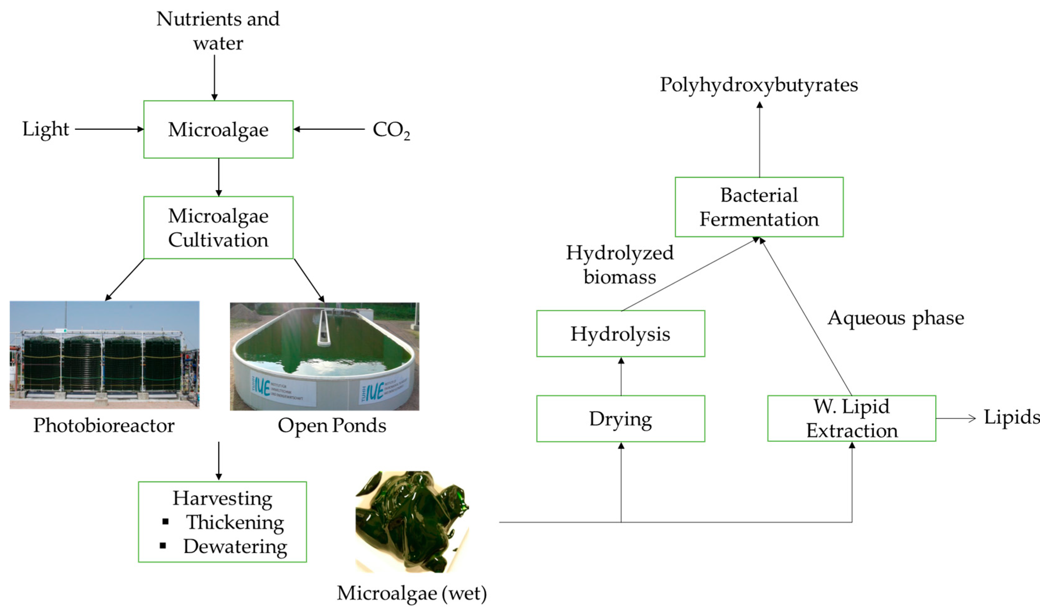 IJERPH | Free Full-Text | Bioplastic Production from Microalgae: A Review |  HTML