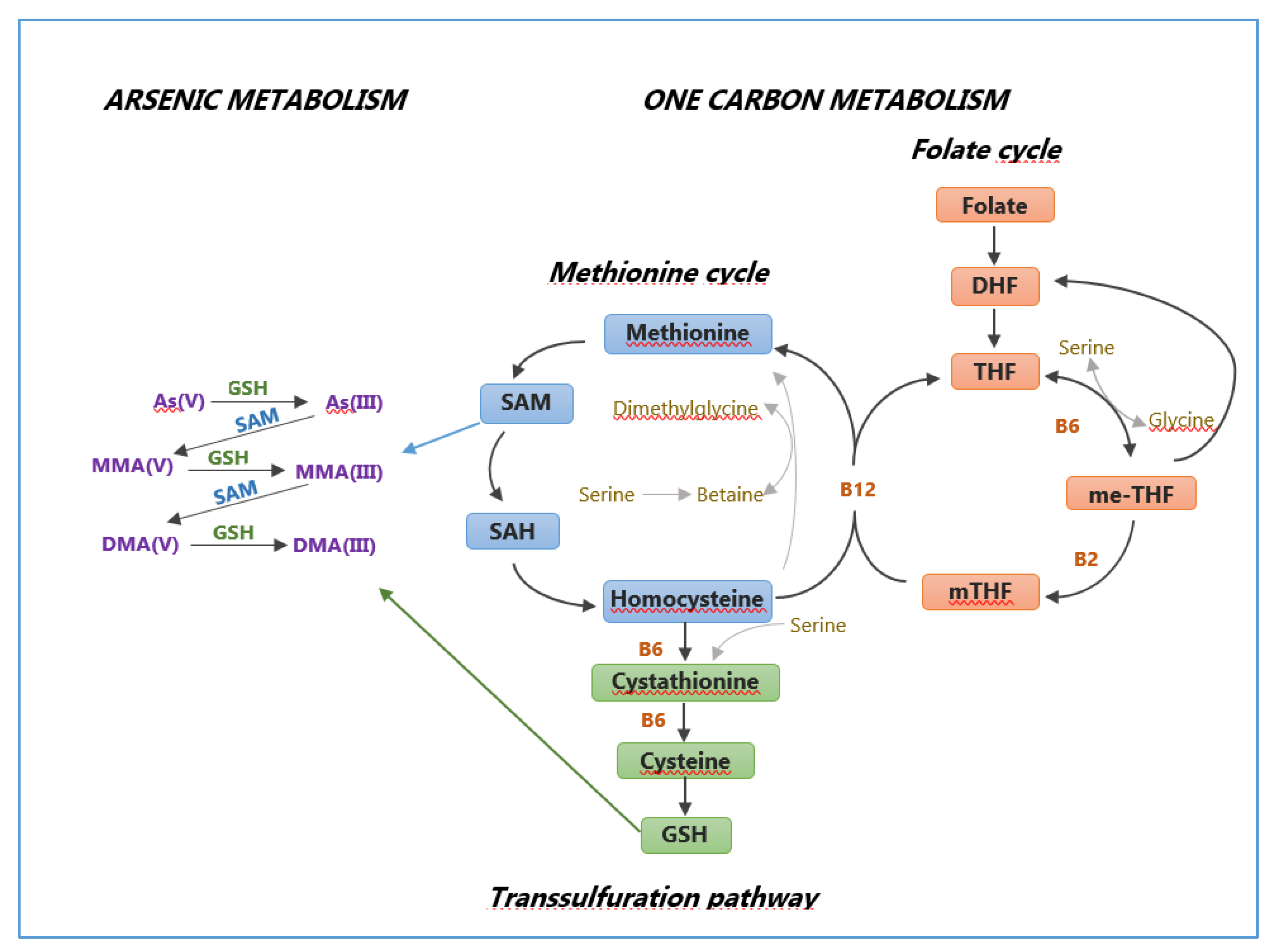 Ijerph Free Full Text Factors Affecting Arsenic Methylation In Contaminated Italian Areas Html