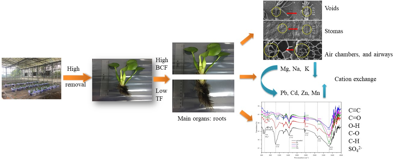 Ijerph Free Full Text Efficiency Of Pb Zn Cd And Mn Removal From Karst Water By Eichhornia Crassipes Html