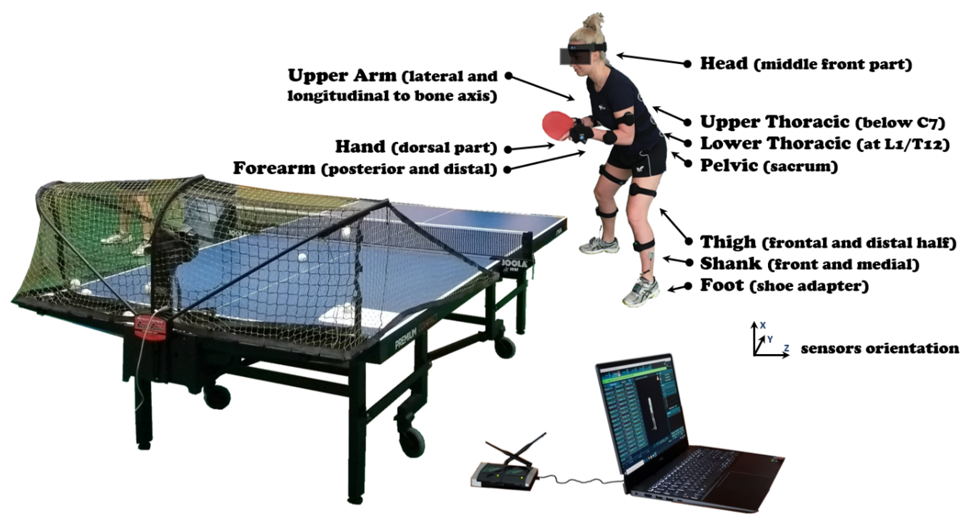 IJERPH | Free Full-Text | Statistical Parametric Mapping Reveals Subtle  Gender Differences in Angular Movements in Table Tennis Topspin Backhand