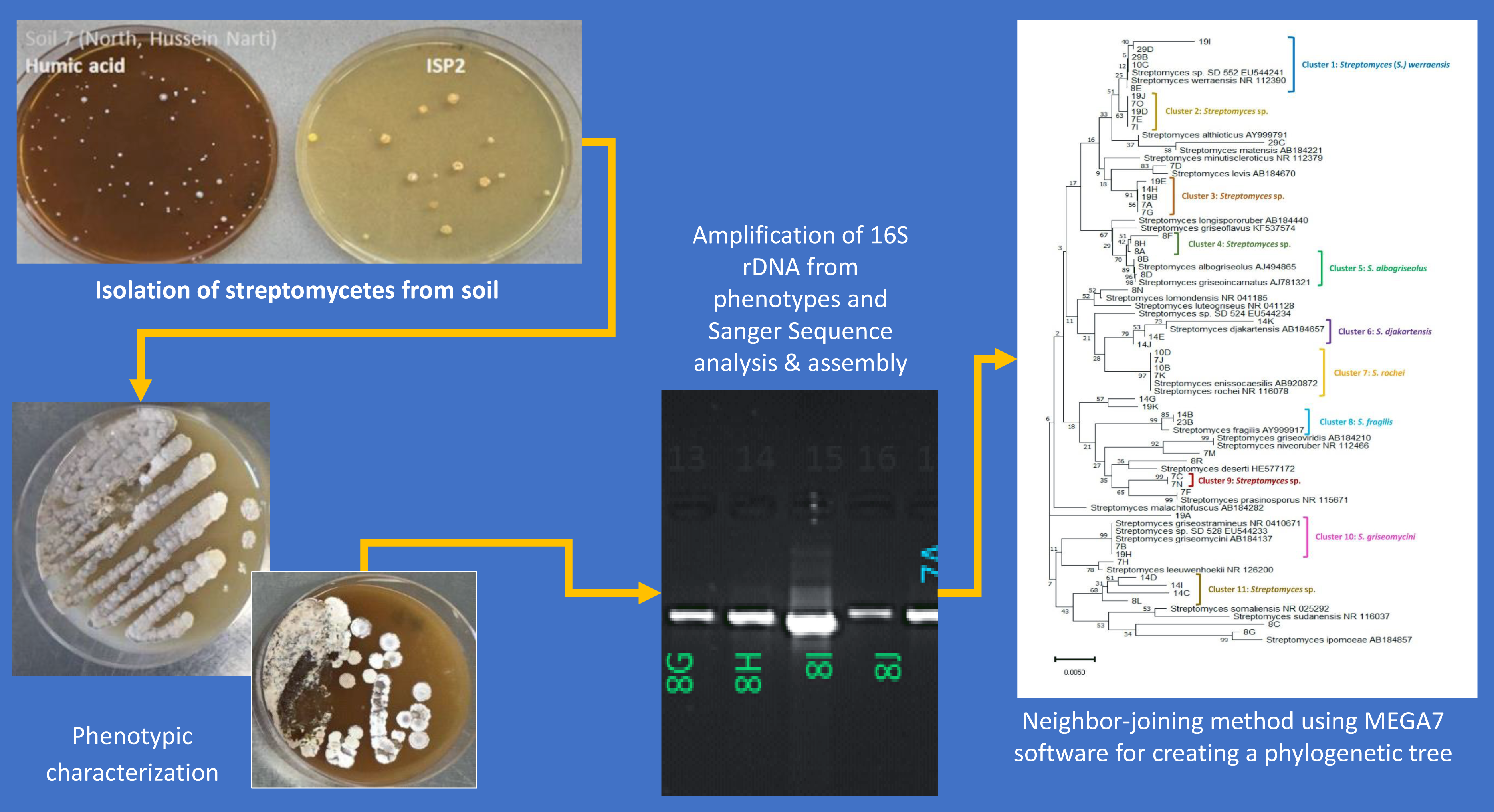 Ijerph Free Full Text Isolation And Identification Of Streptomyces Spp From Desert And Savanna Soils In Sudan