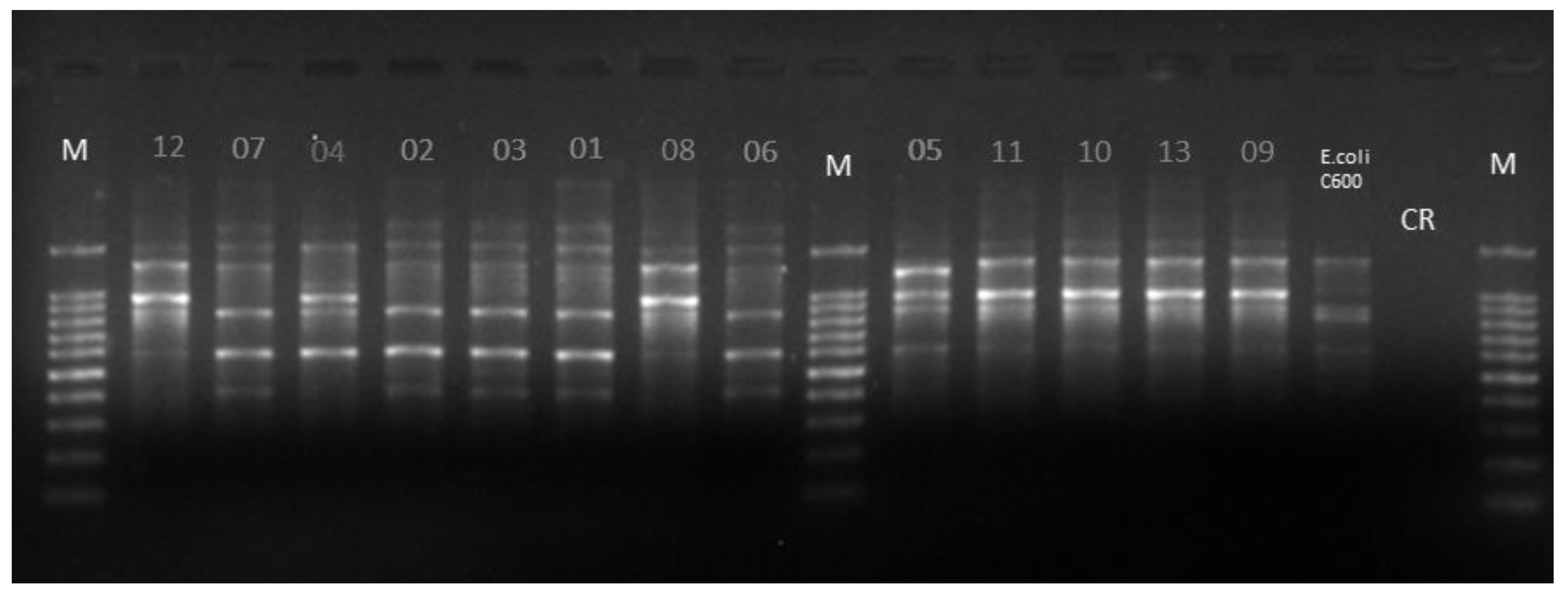 Ijerph Free Full Text Occurrence Of Kpc Producing Escherichia Coli In Psittaciformes Rescued From Trafficking In Paraiba Brazil Html