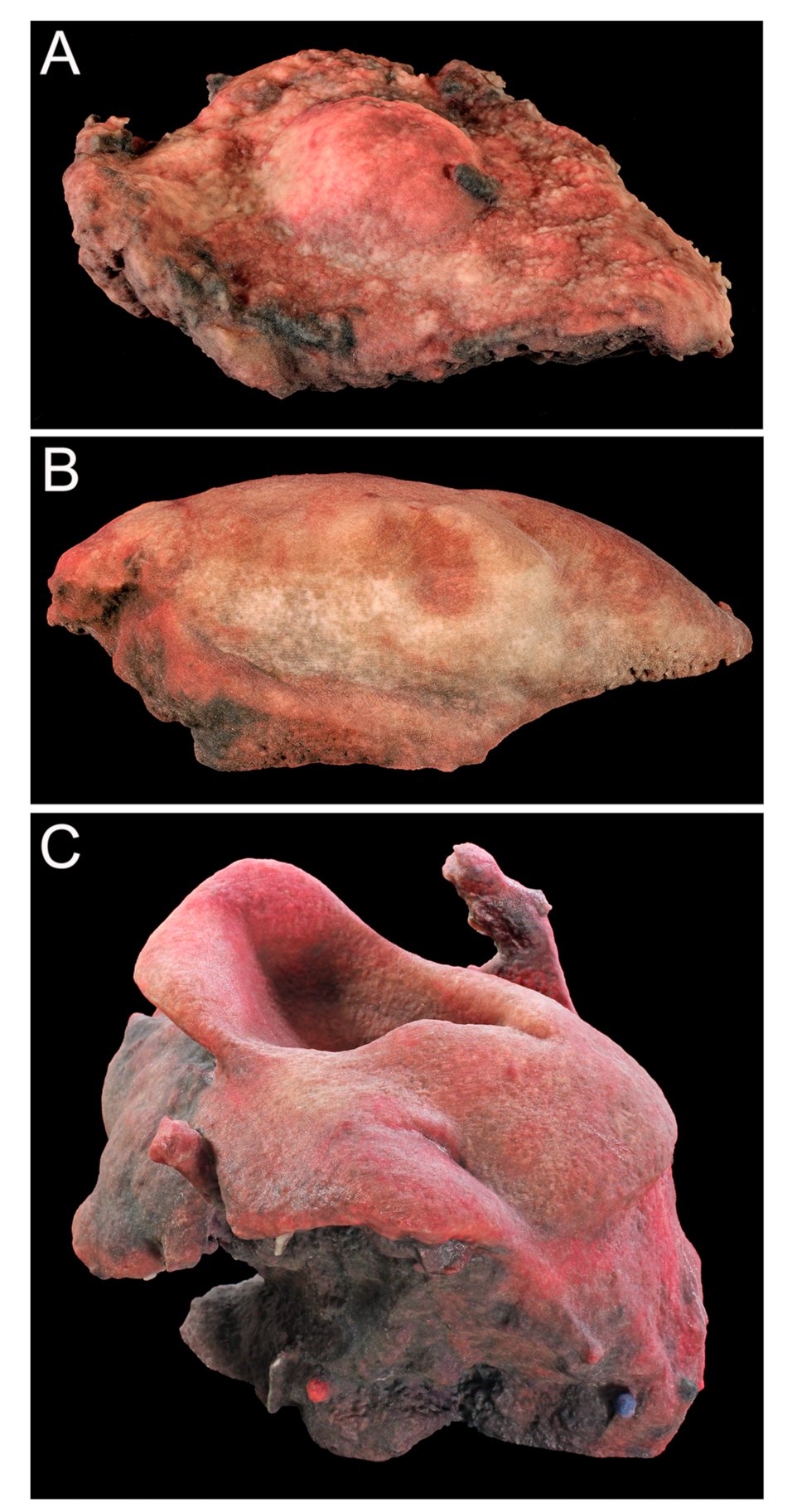Ijerph 18 00911 g008 Ijerph 18 00911 g008