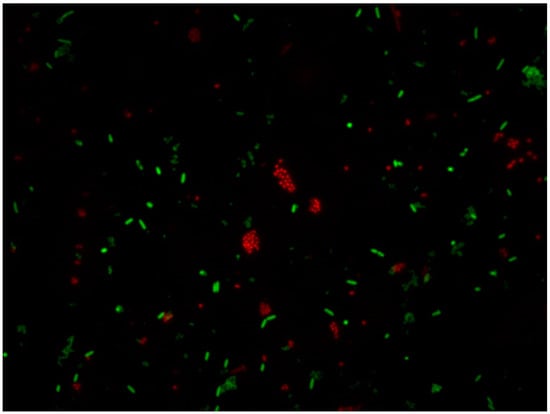 IJERPH | Free Full-Text | Microbial Biofilms in the Food Industry—A