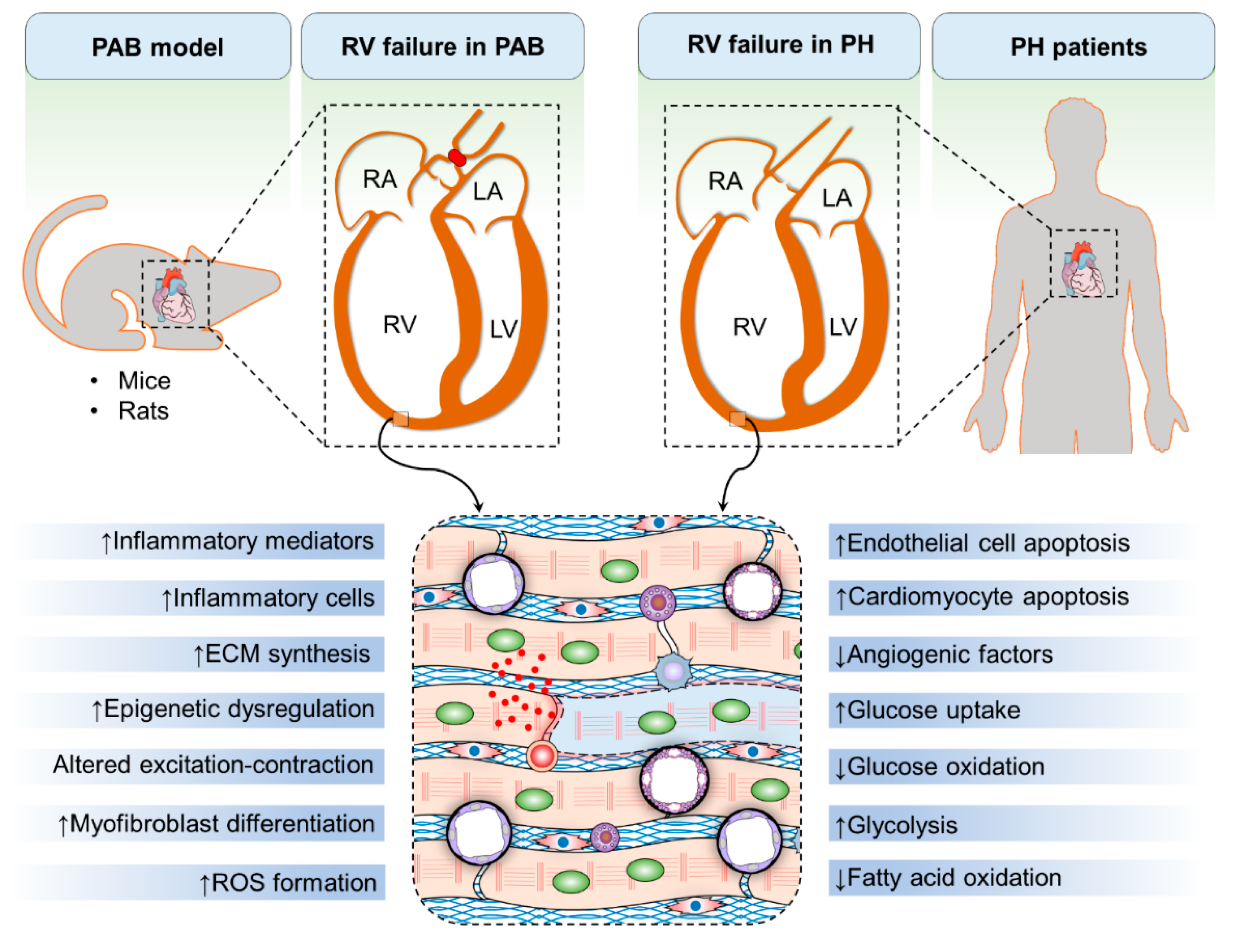 IJERPH | Free Full-Text | Novel Therapeutic Targets for the Treatment ...