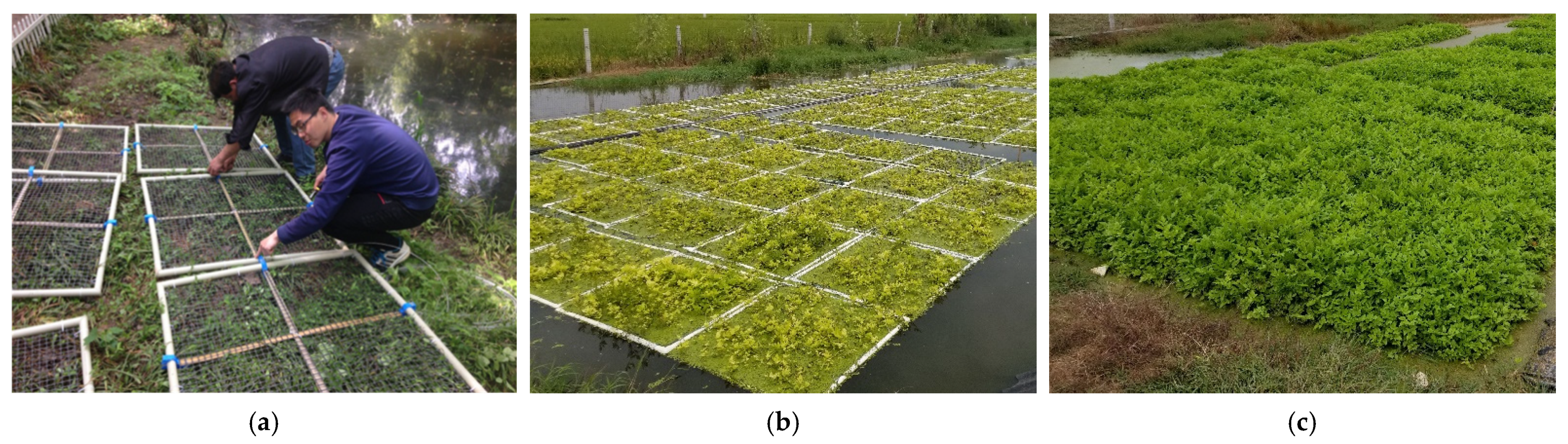 Ijerph Free Full Text A New Green Model For The Bioremediation And Resource Utilization Of Livestock Wastewater Html