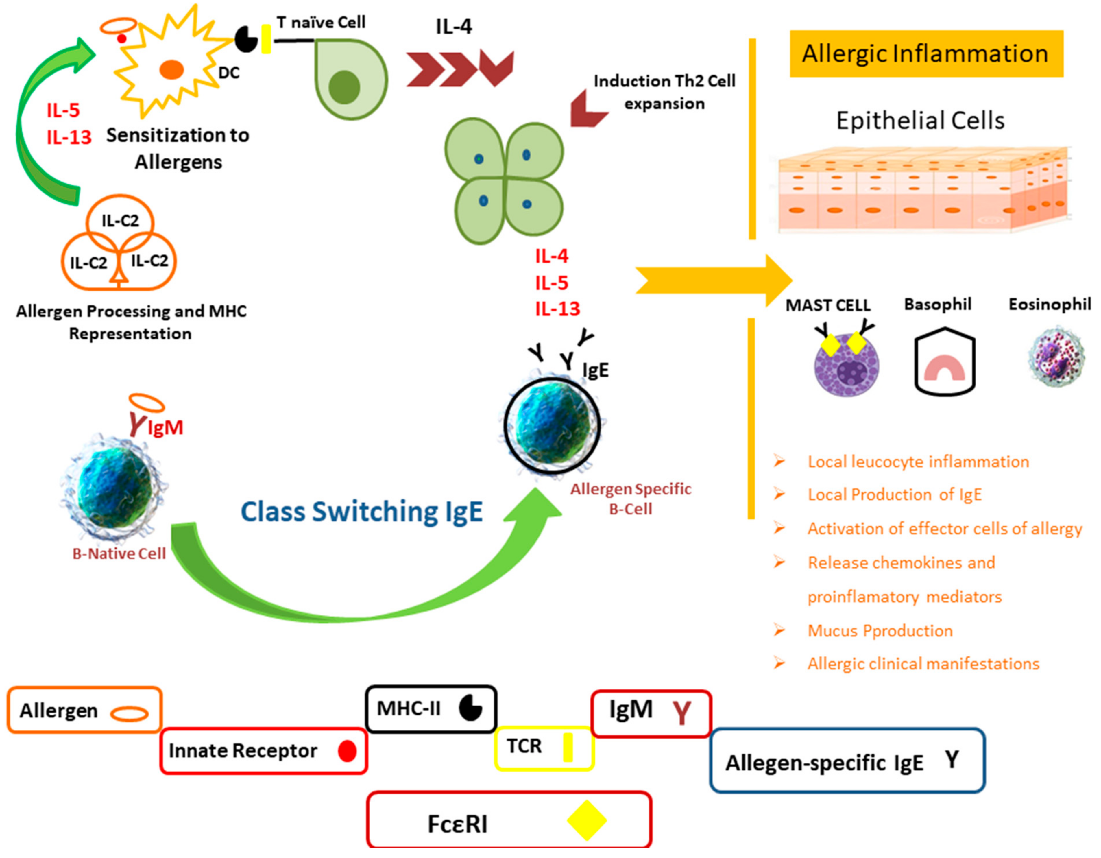 IJERPH | Free Full-Text | Allergic Diseases: A Comprehensive Review on Risk  Factors, Immunological Mechanisms, Link with COVID-19, Potential  Treatments, and Role of Allergen Bioinformatics | HTML