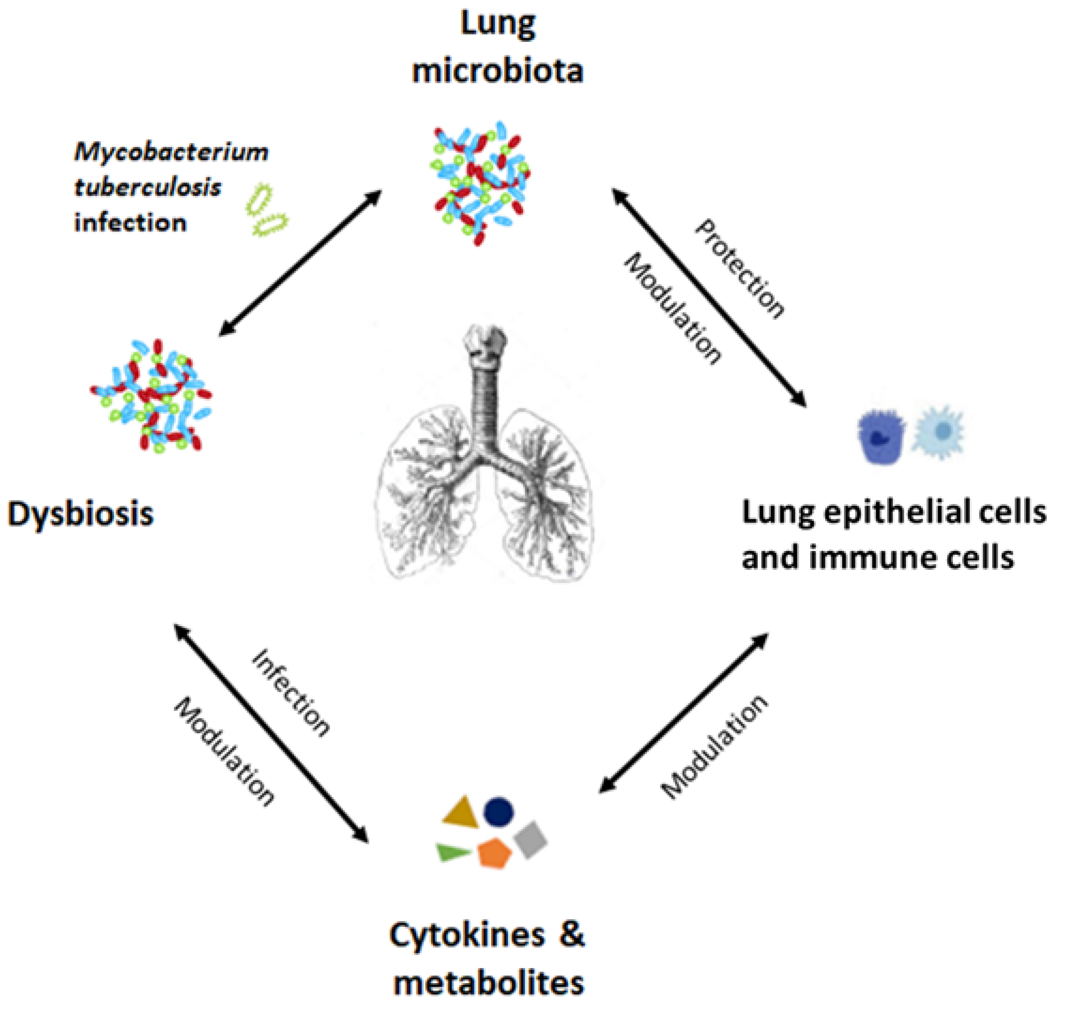 IJERPH | Free Full-Text | The Role of Gut and Lung Microbiota in ...