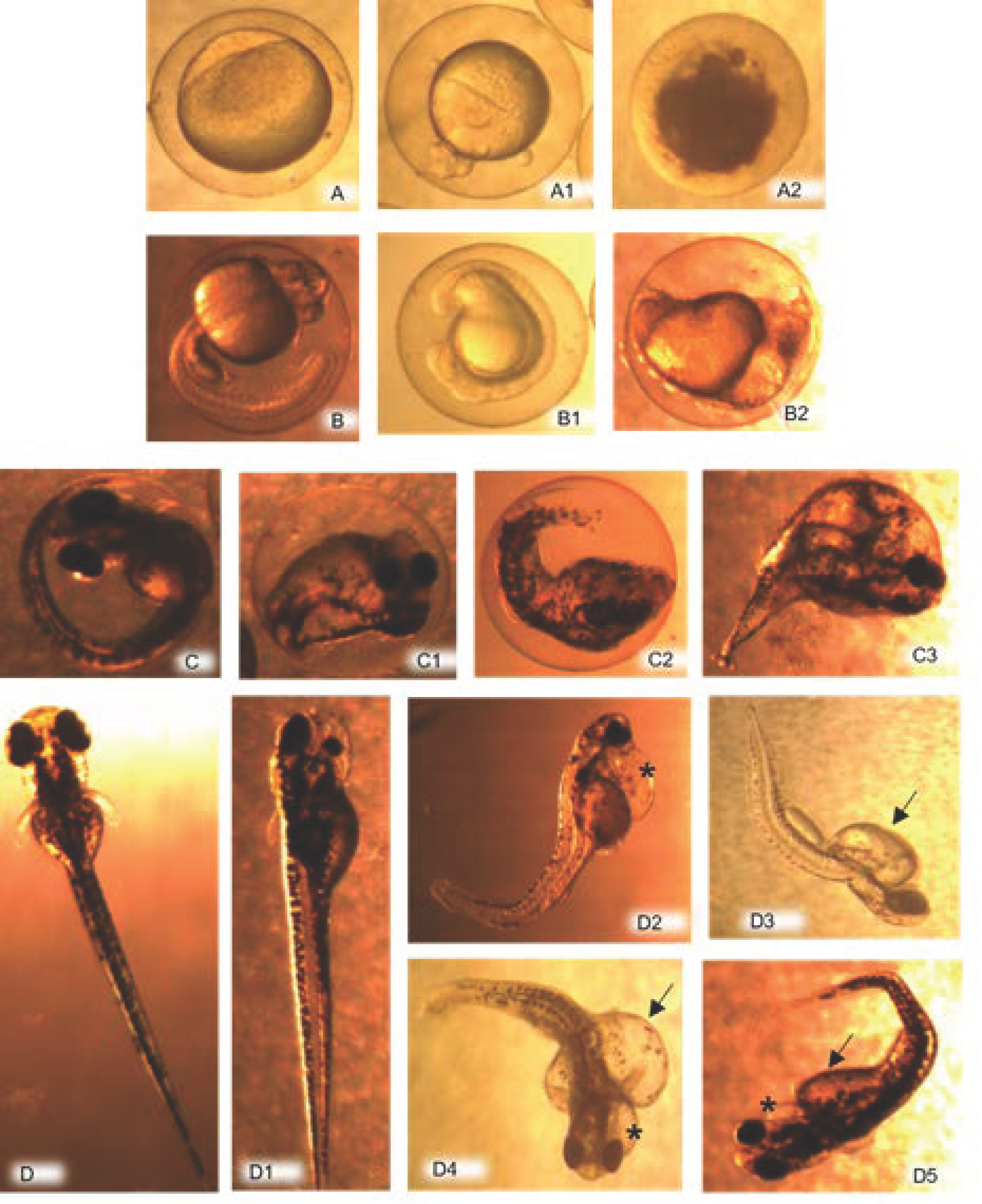 Ijerph 19 00962 g001