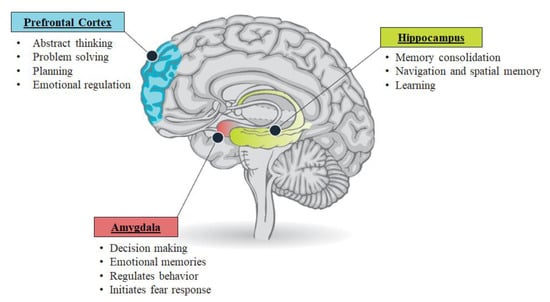 amygdala hippocampus prefrontal cortex