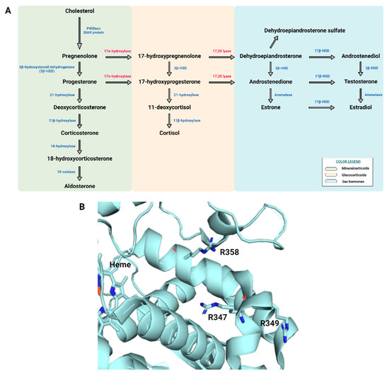 IJERPH | Free Full-Text | A Novel Heterozygous Mutation Of The CYP17A1 ...