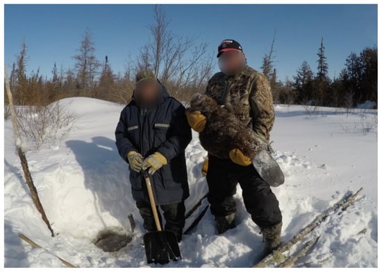 BEAVER ADDICTION - Liquid Beaver Castor Lure – Winter Wildlife