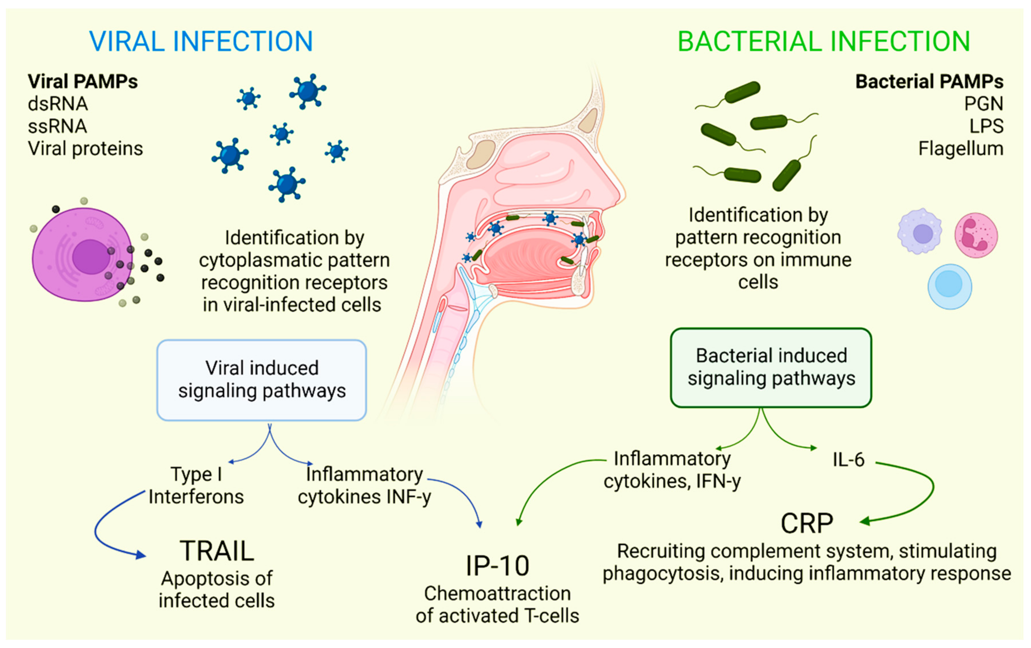 IJERPH | Free Full-Text | Oral Lesions Associated with COVID-19 and the  Participation of the Buccal Cavity as a Key Player for Establishment of  Immunity against SARS-CoV-2