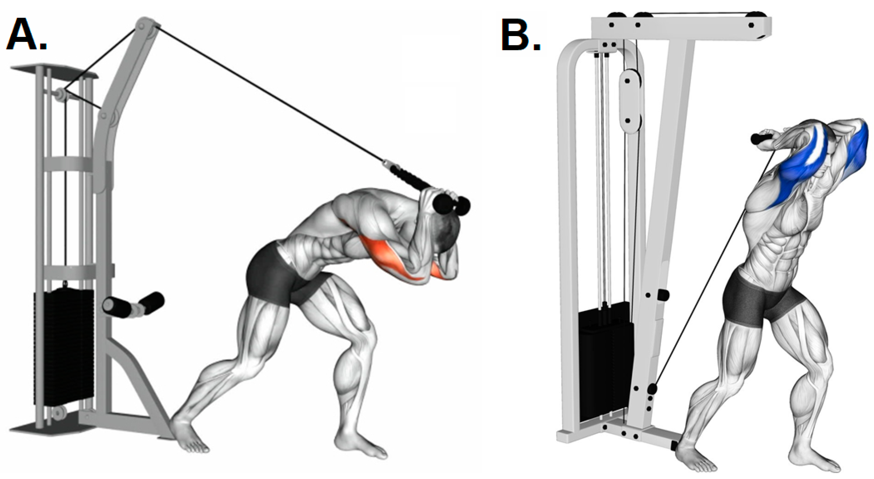 IJERPH | Free Full-Text | Exercise Selection and Common Injuries in ...