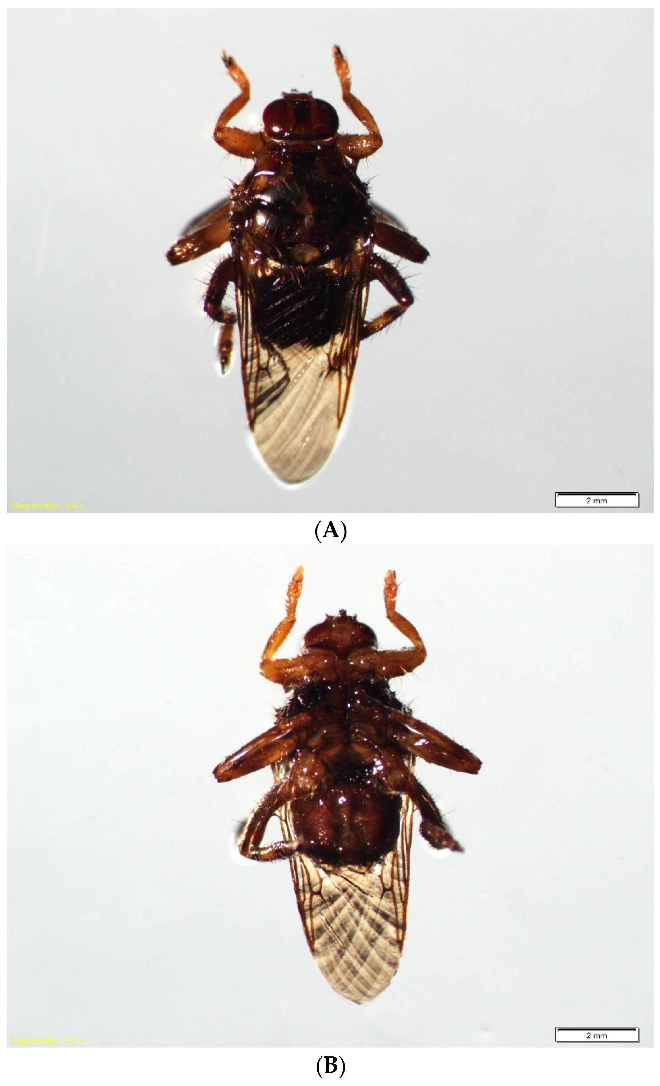 IJERPH | Free Full-Text | Hippobosca equina L. (Hippoboscidae:  Hippobosca)&mdash;An Old Enemy as an Emerging Threat in the Palearctic Zone